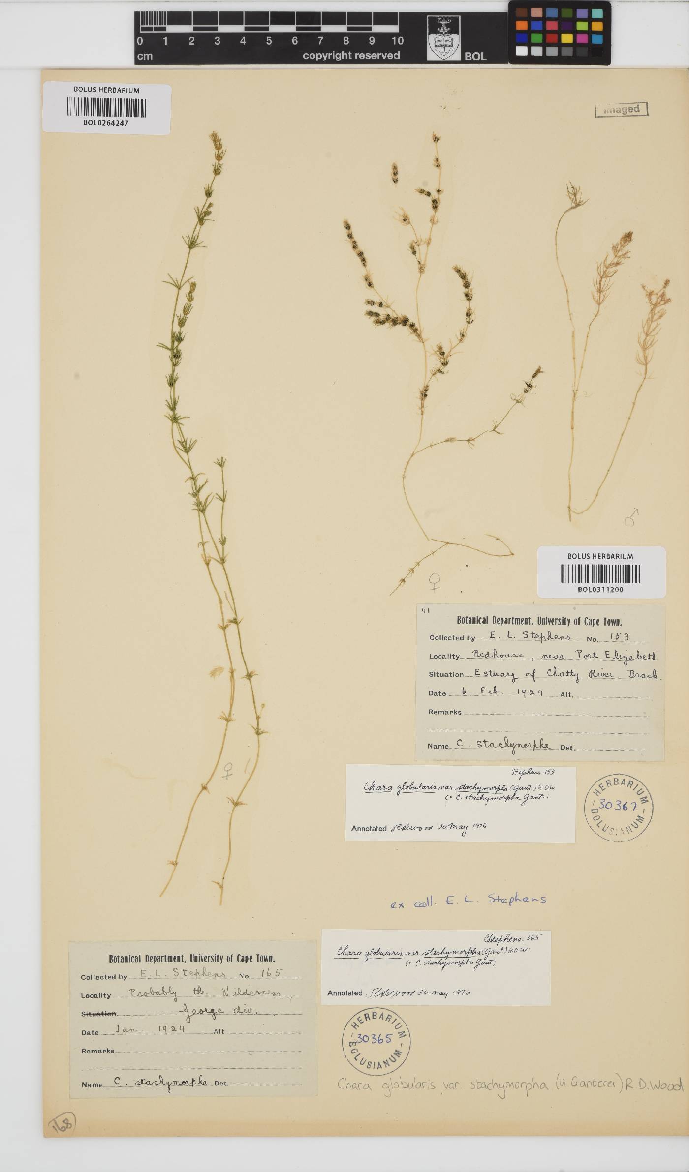 Chara stachymorpha image