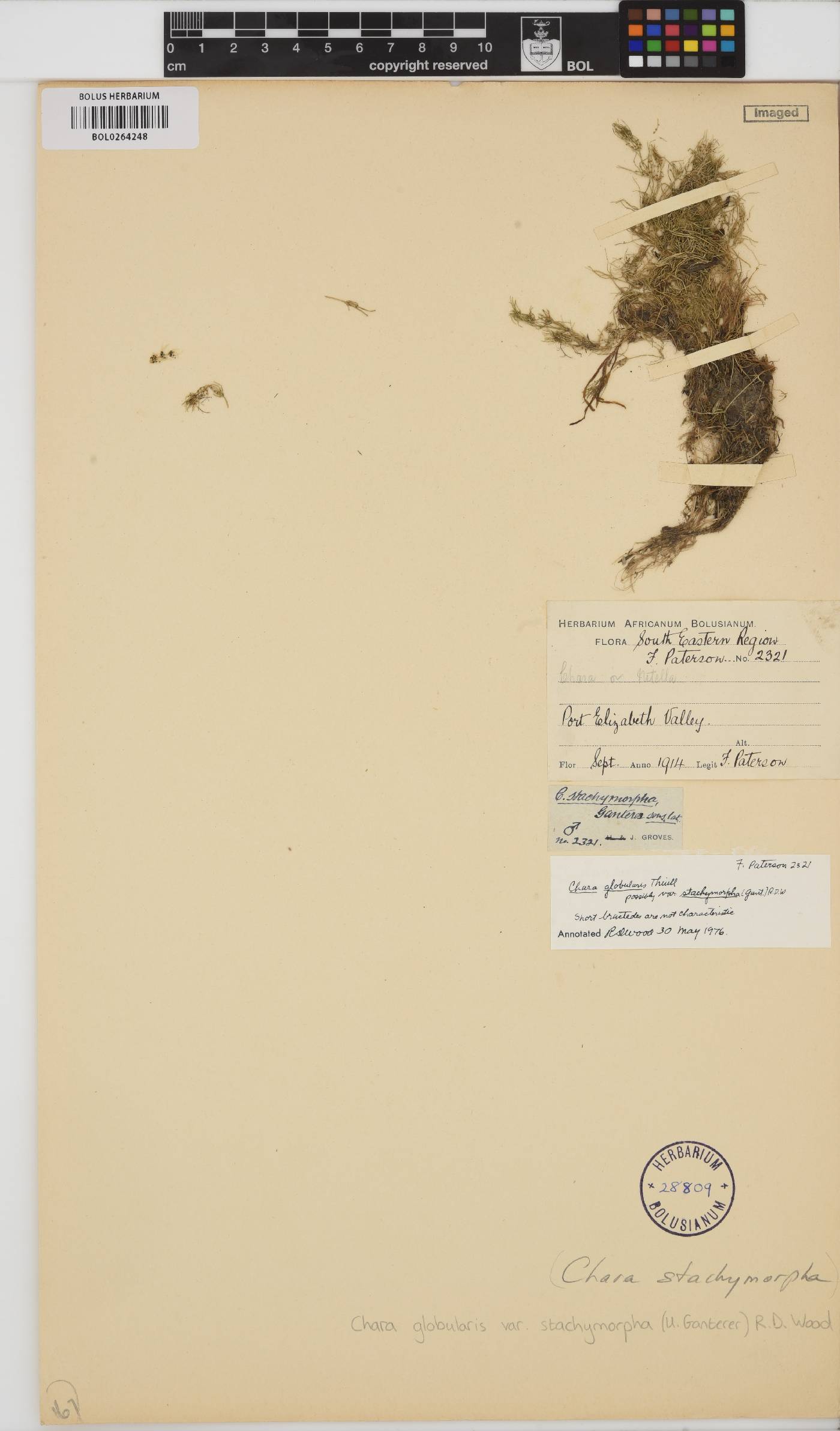 Chara stachymorpha image