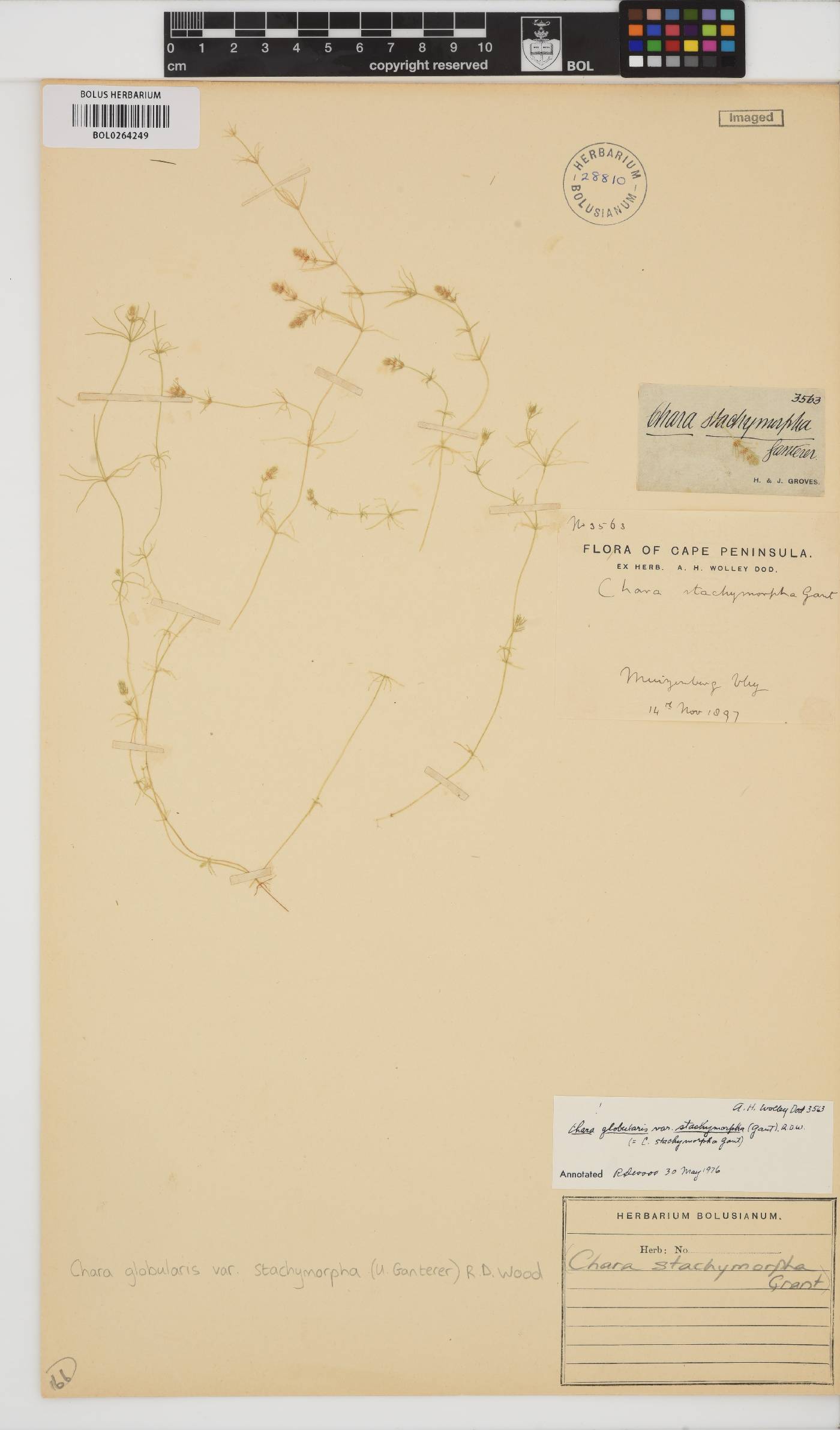 Chara stachymorpha image