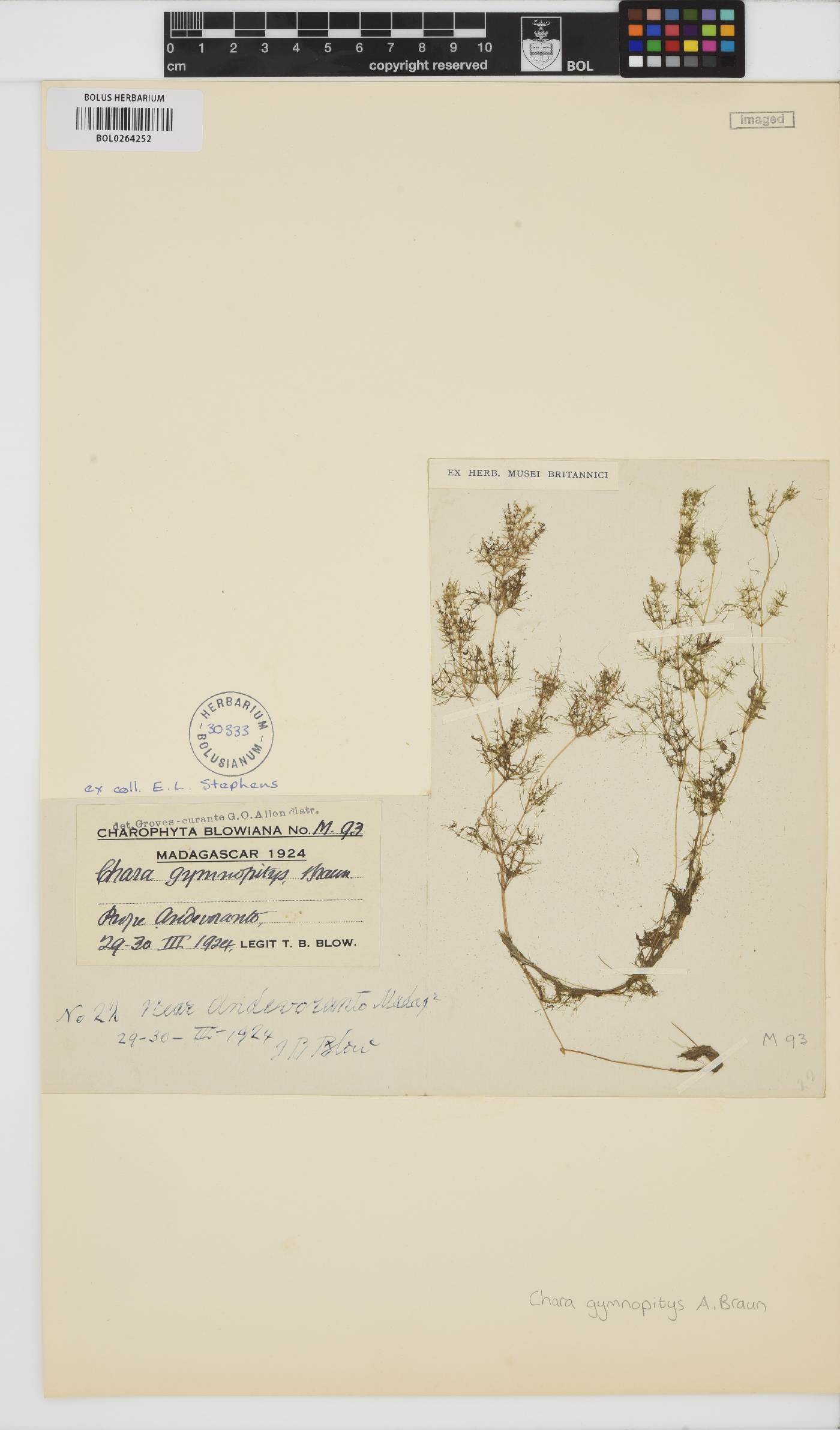 Chara fibrosa image