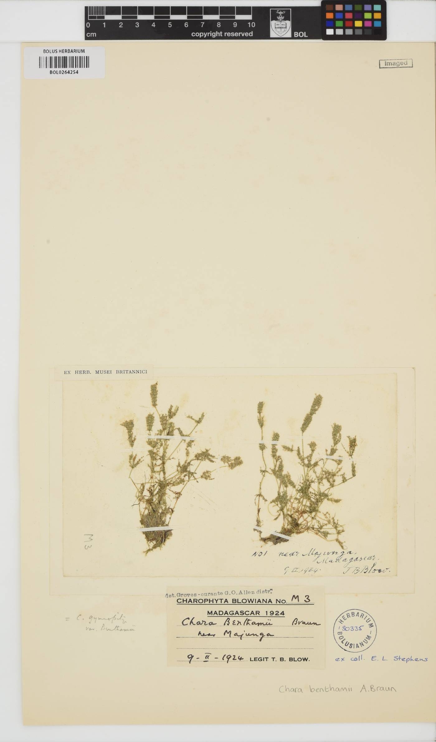 Chara fibrosa image