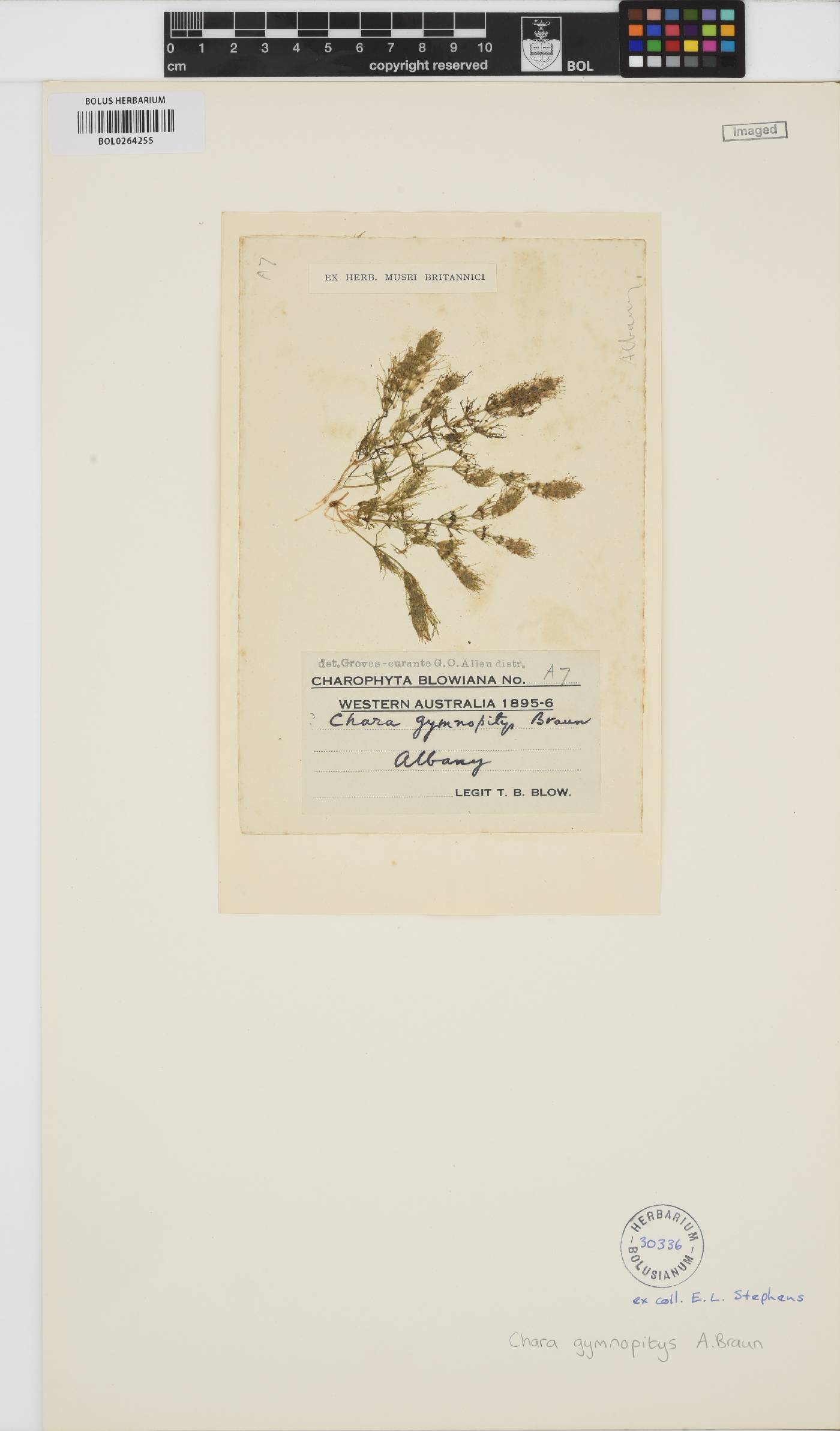 Chara fibrosa image