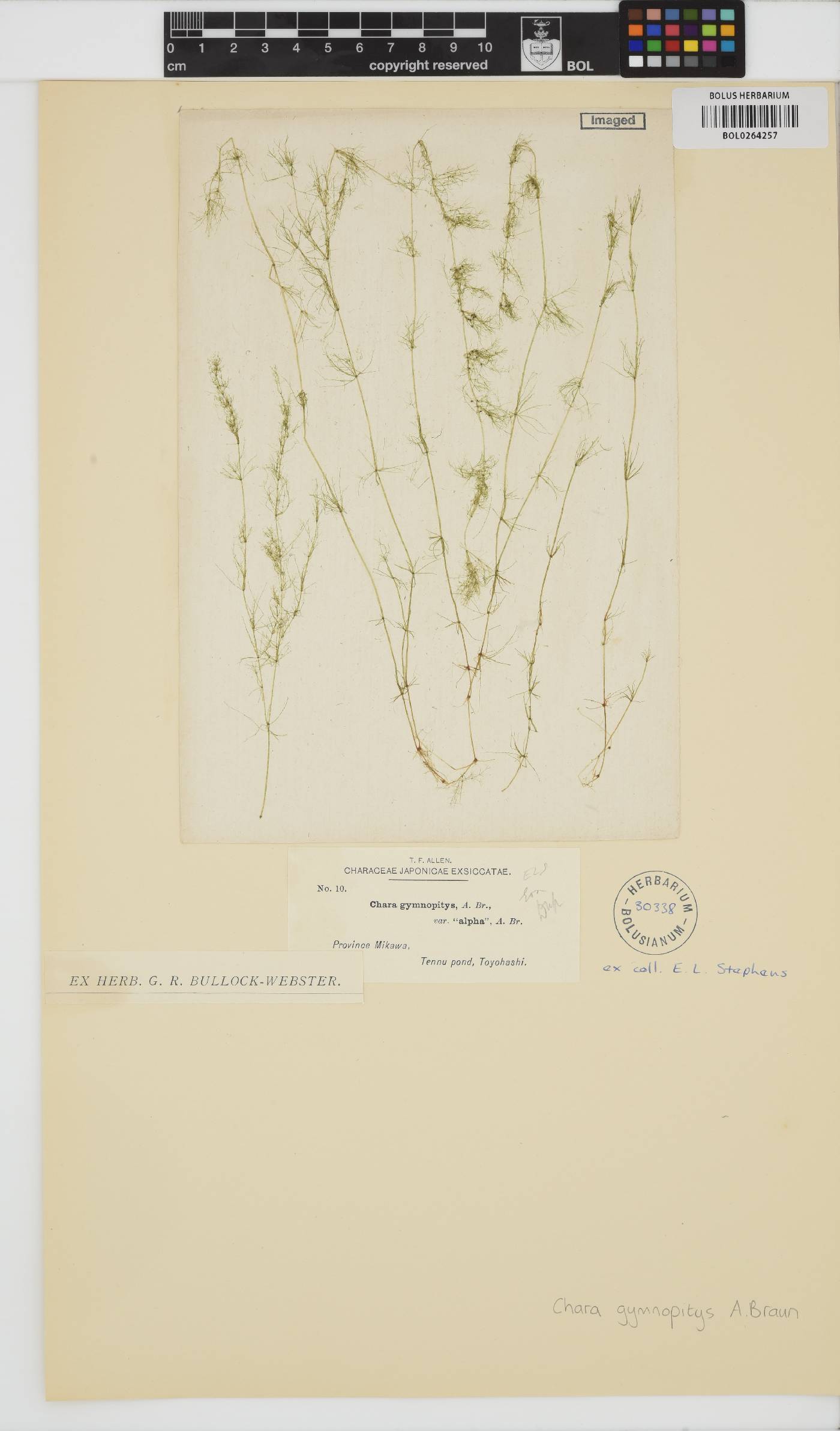 Chara fibrosa image