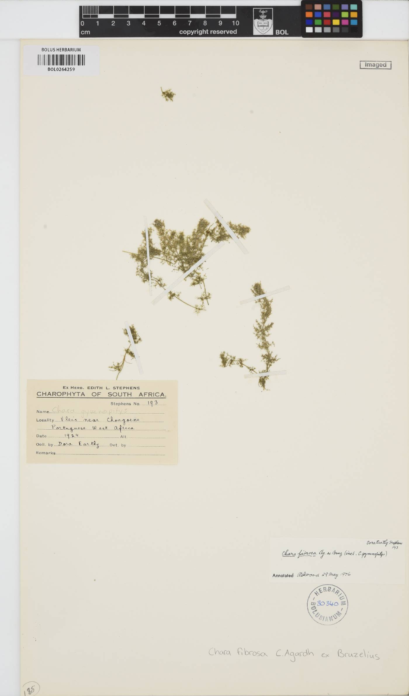 Chara fibrosa image