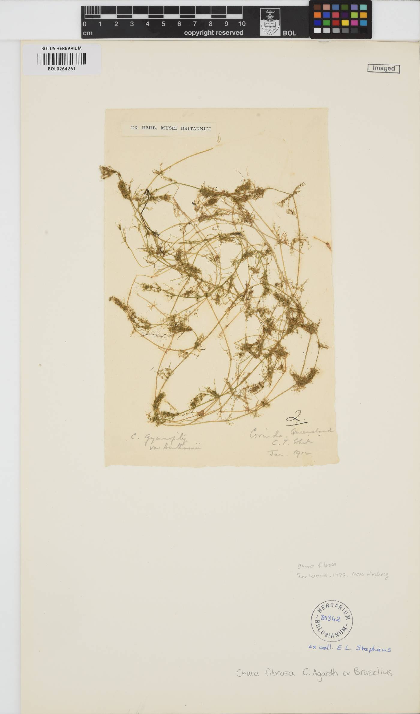 Chara fibrosa image