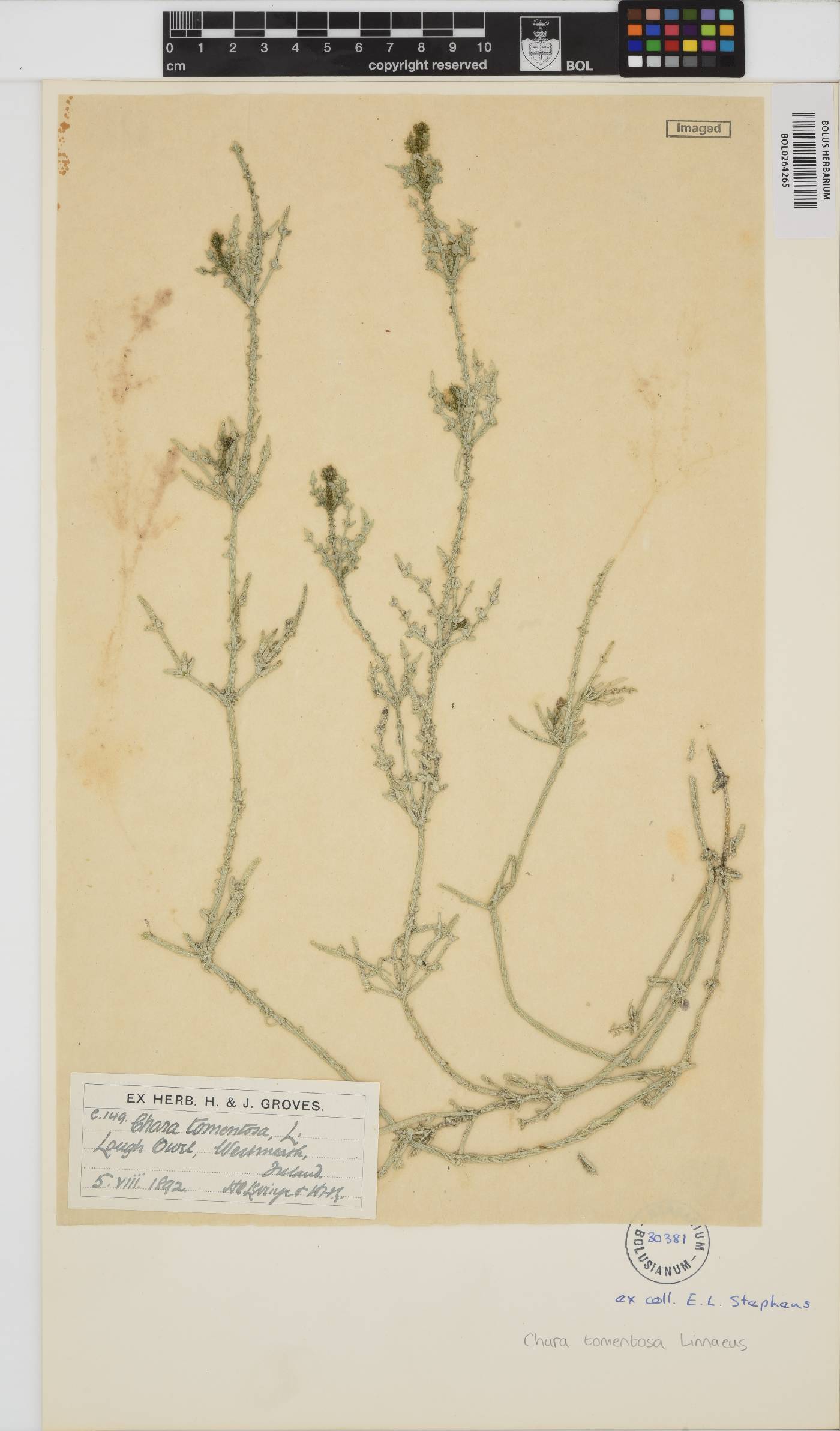 Chara tomentosa image