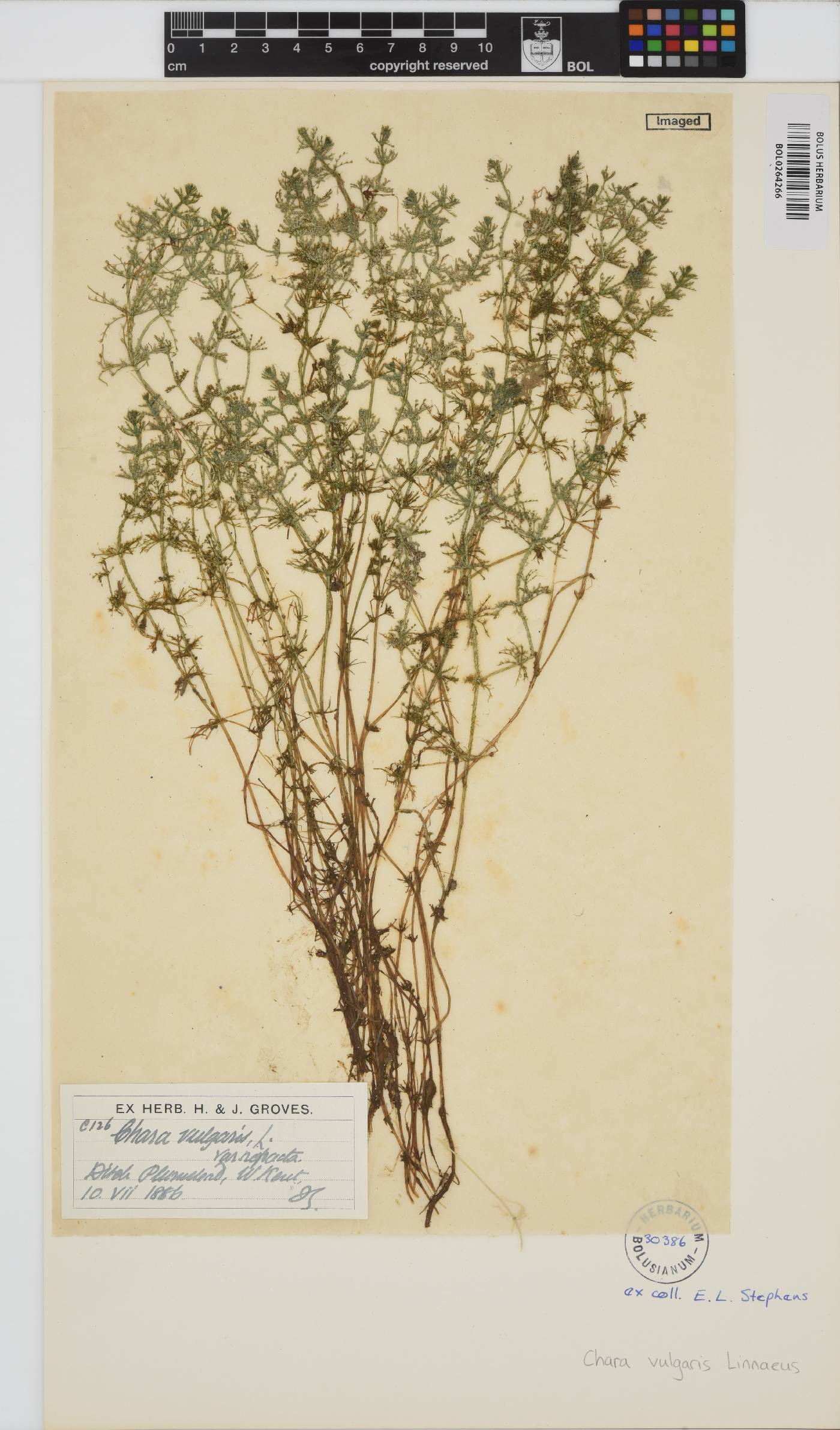 Chara vulgaris image