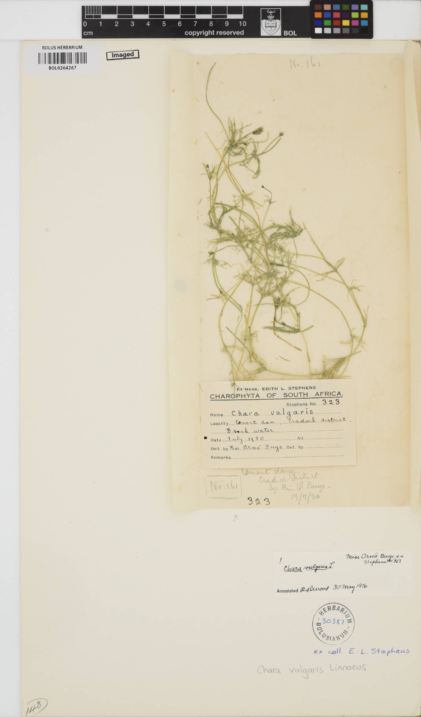 Chara vulgaris image