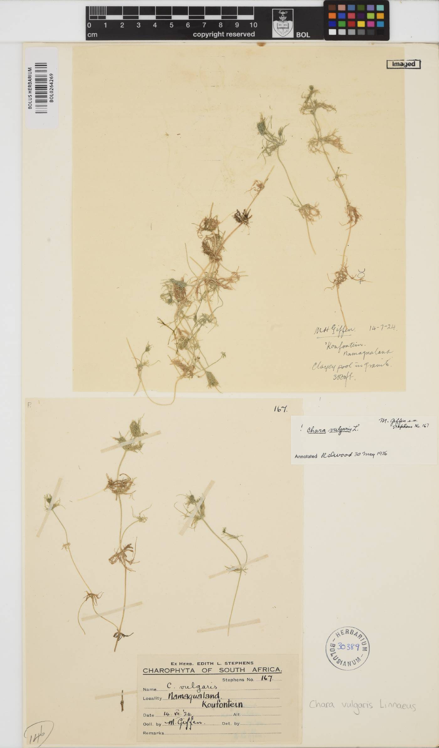 Chara vulgaris image