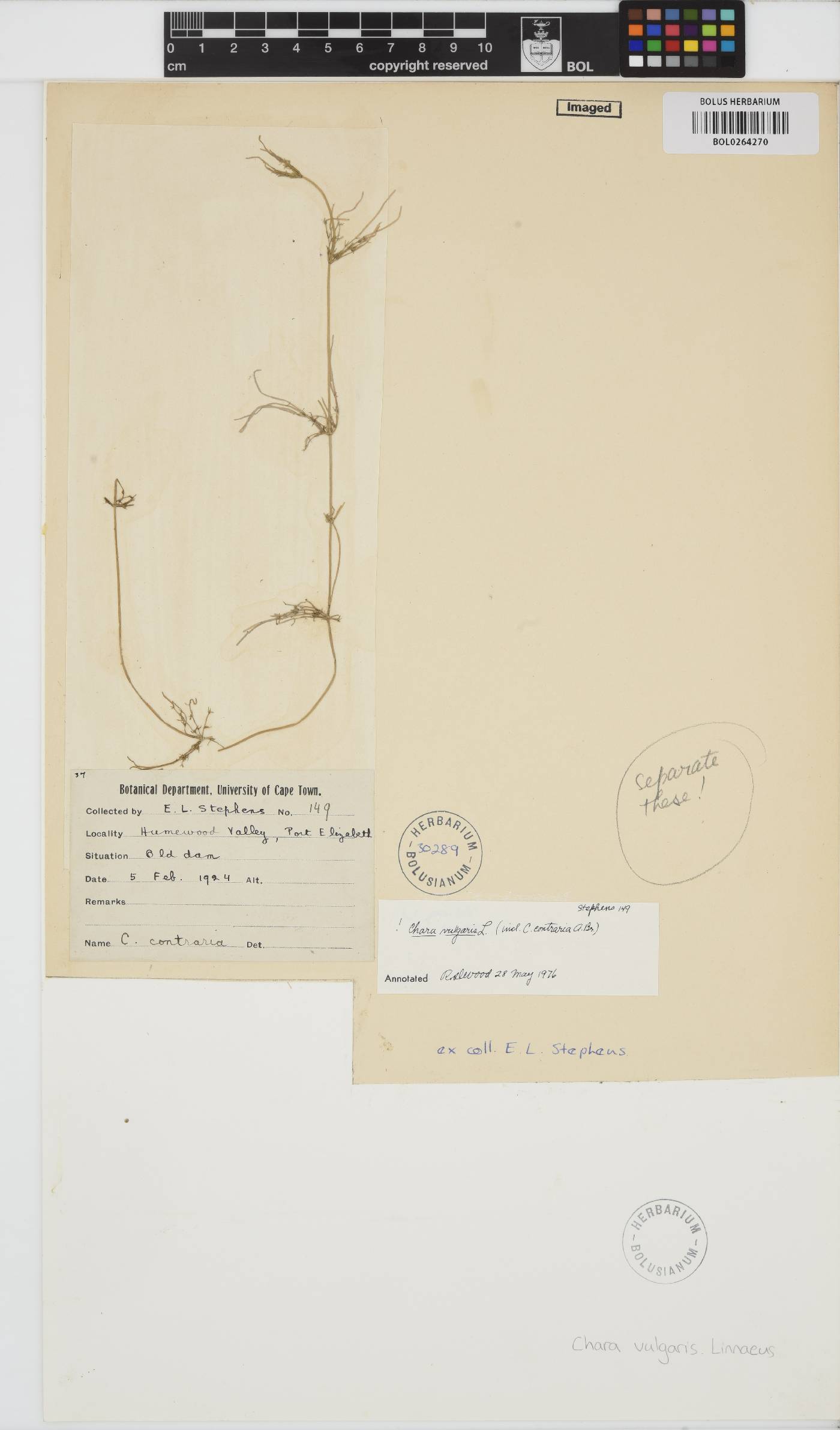 Chara vulgaris image