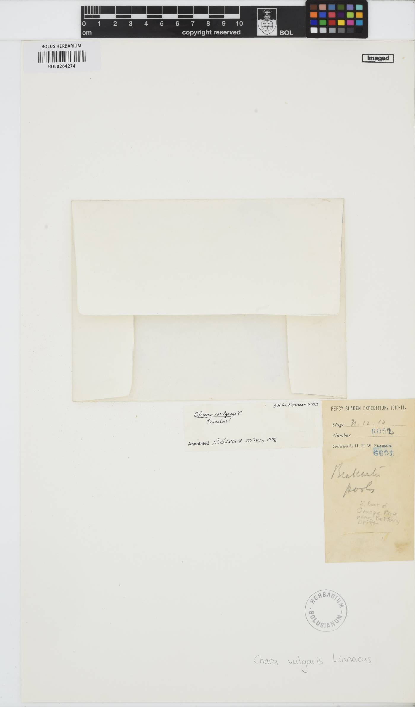 Chara vulgaris image