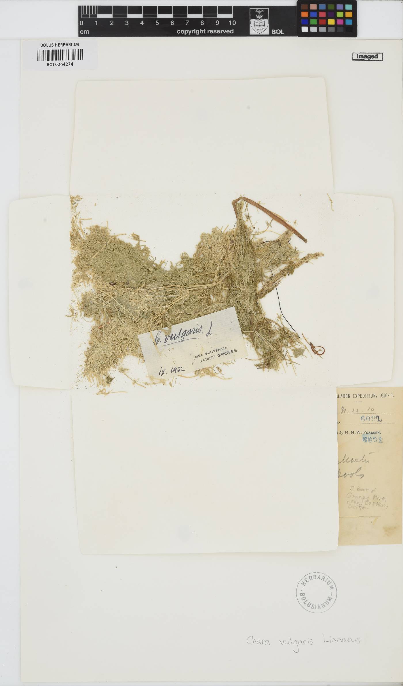 Chara vulgaris image