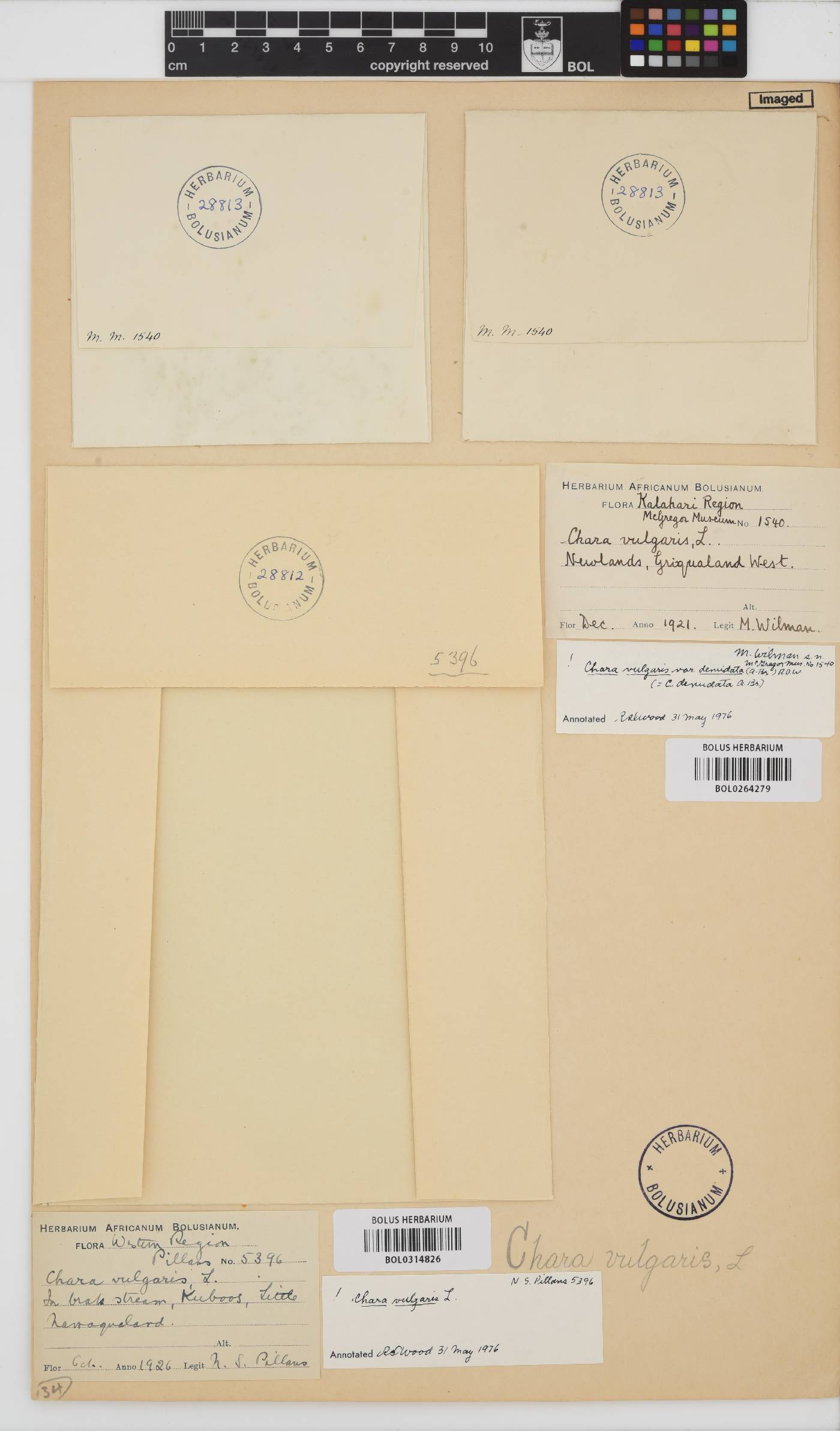 Chara vulgaris image