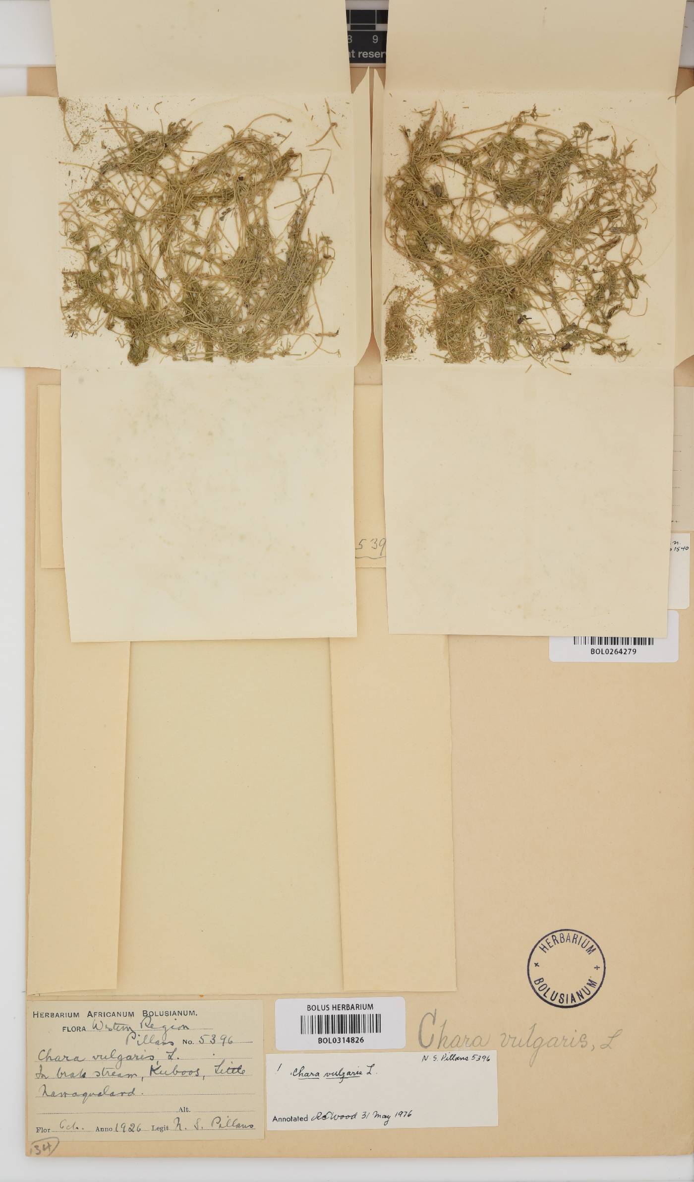 Chara vulgaris image