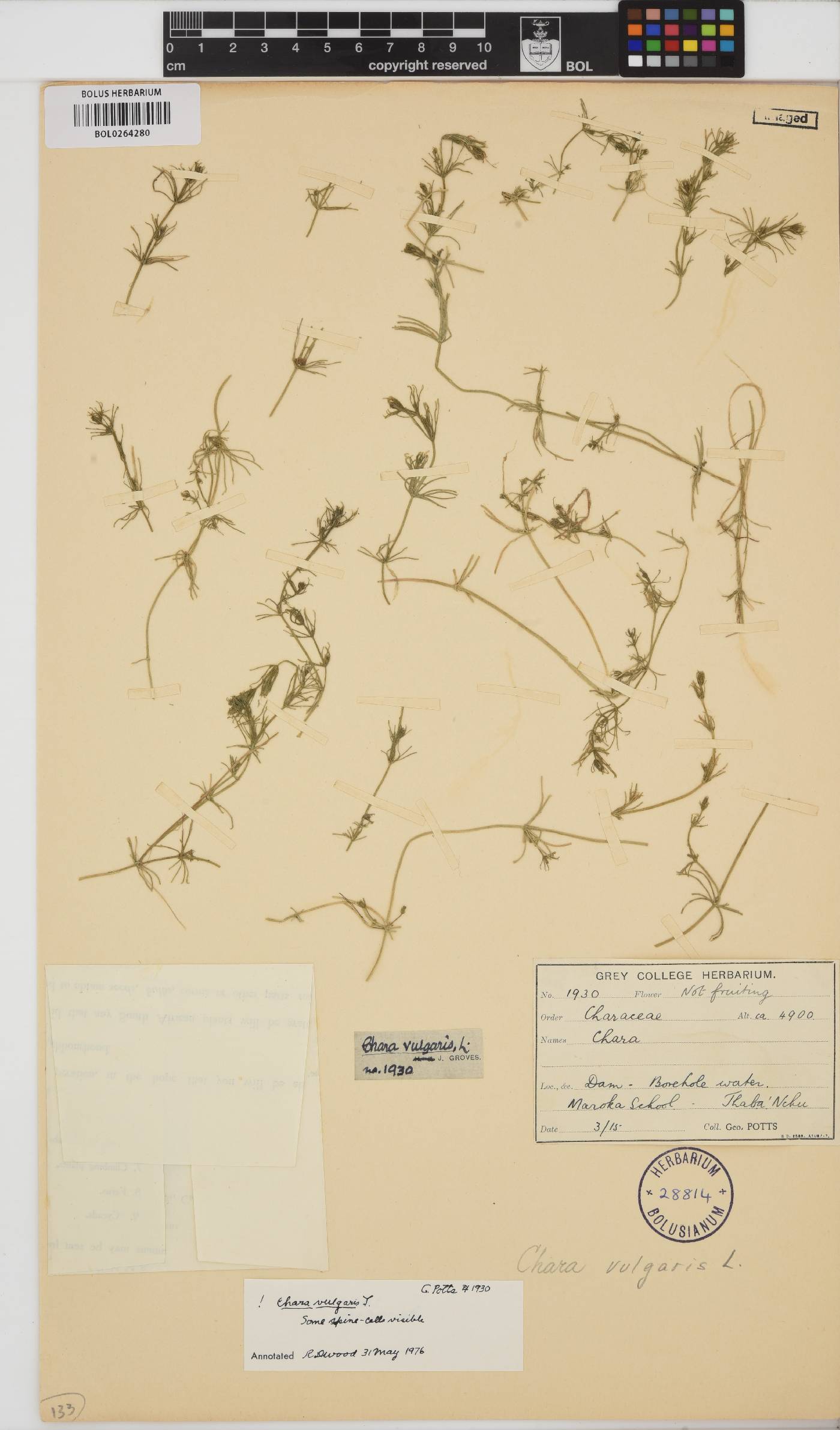 Chara vulgaris image