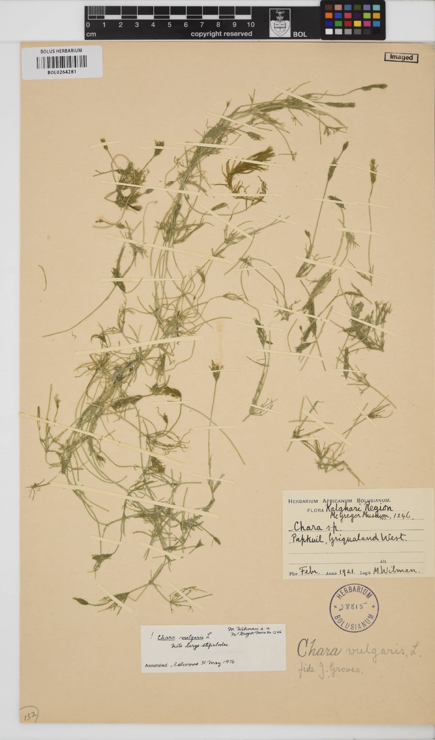Chara vulgaris image