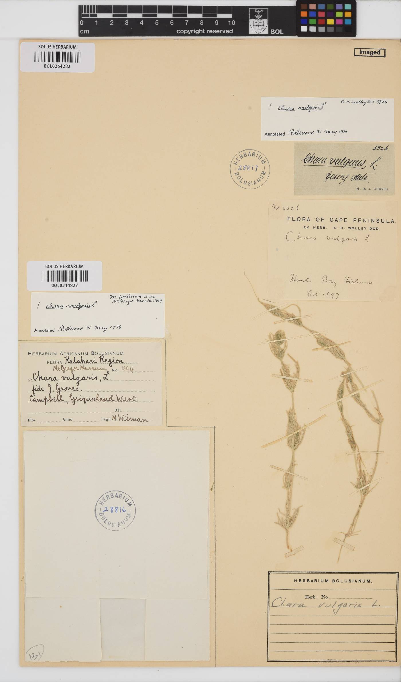 Chara vulgaris image