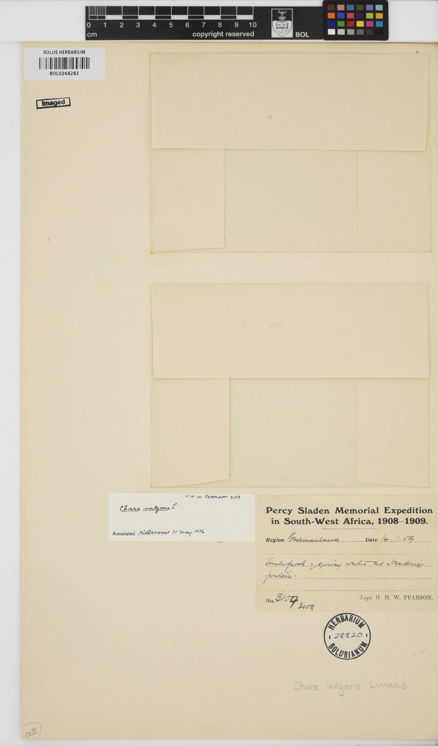 Chara vulgaris image