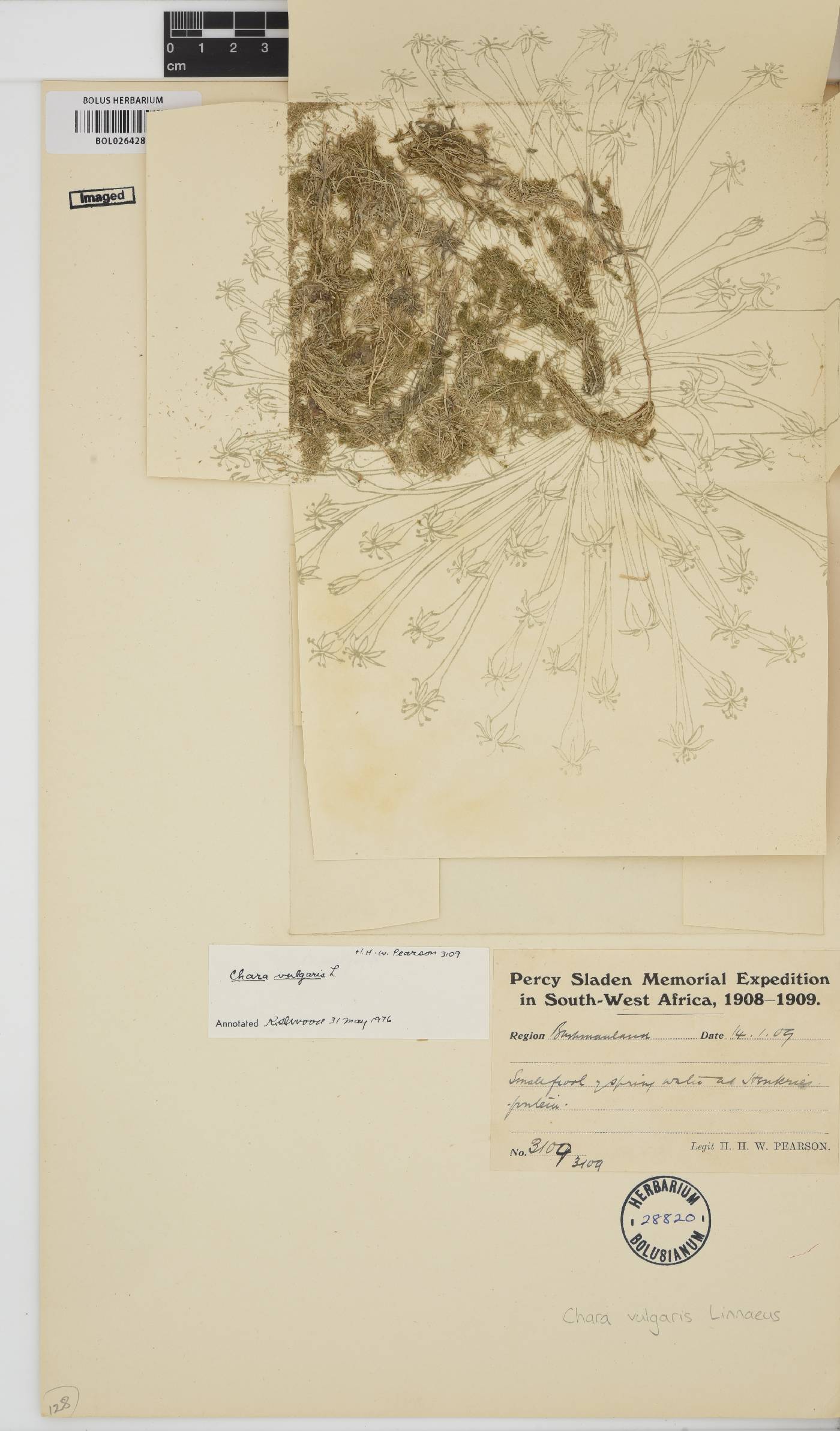 Chara vulgaris image