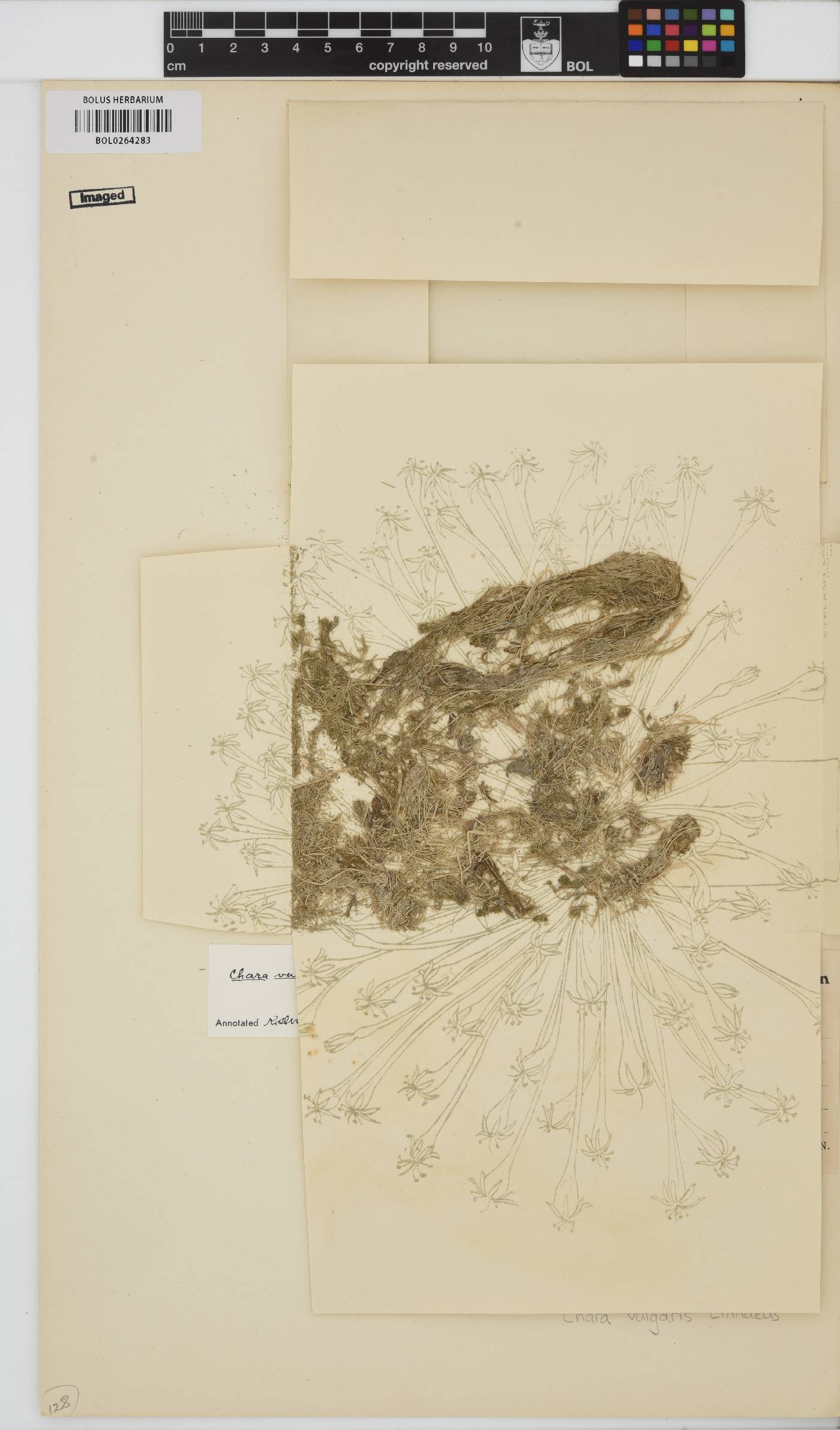 Chara vulgaris image