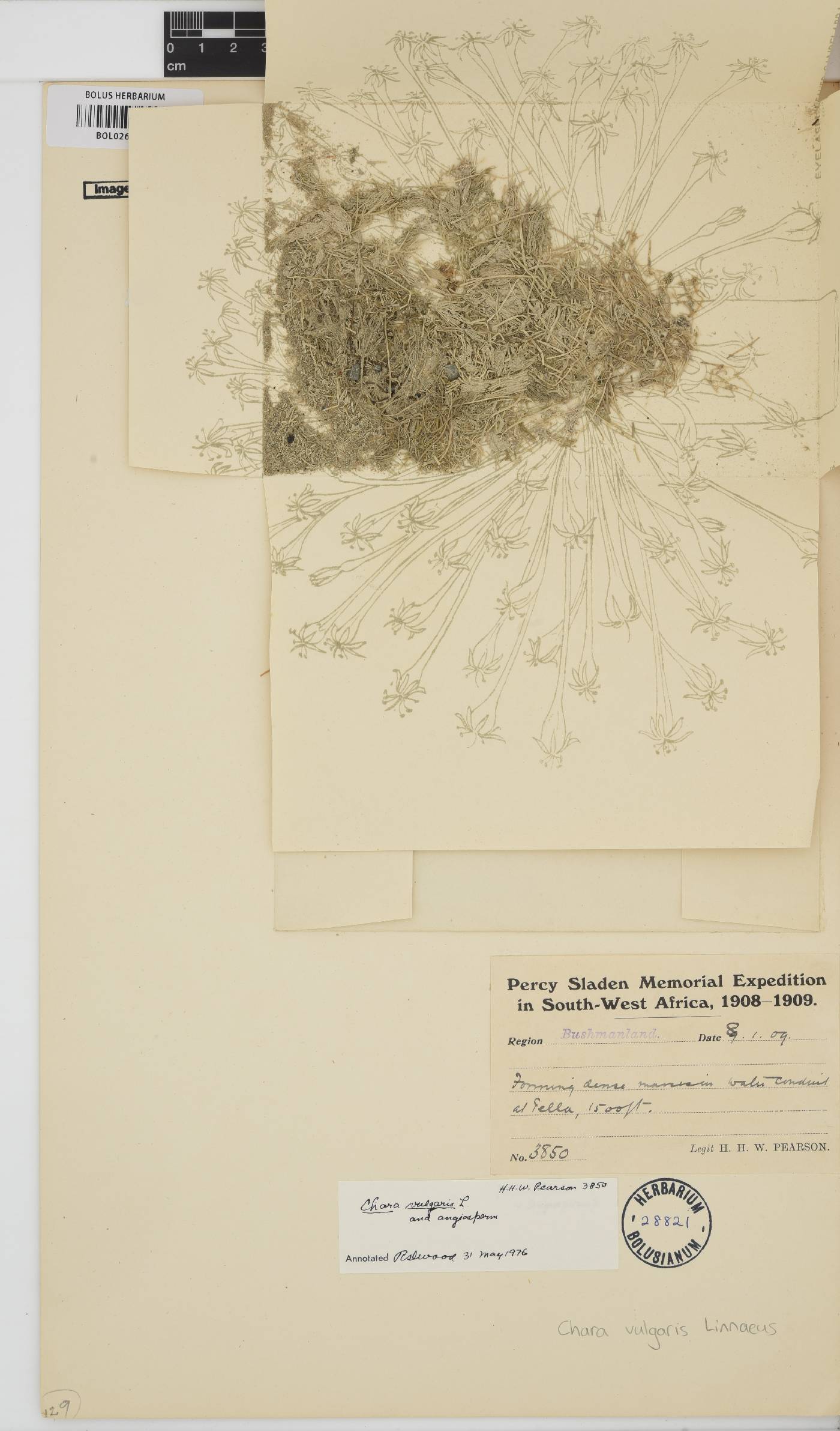 Chara vulgaris image