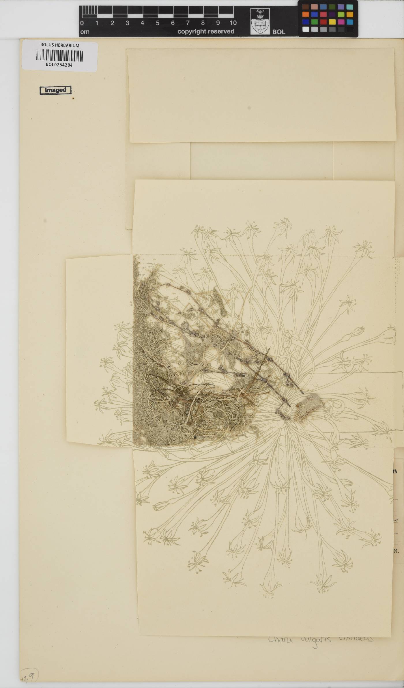 Chara vulgaris image