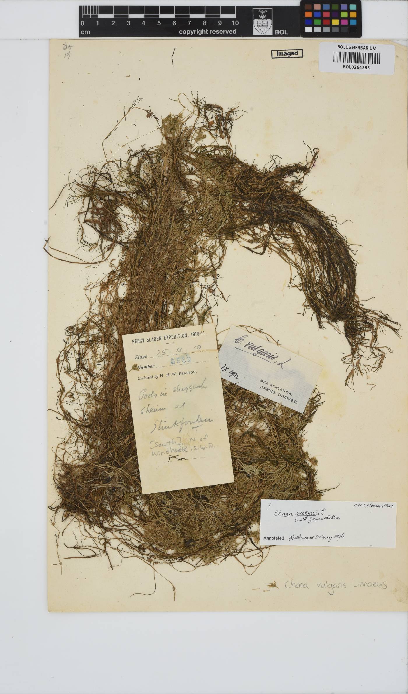 Chara vulgaris image