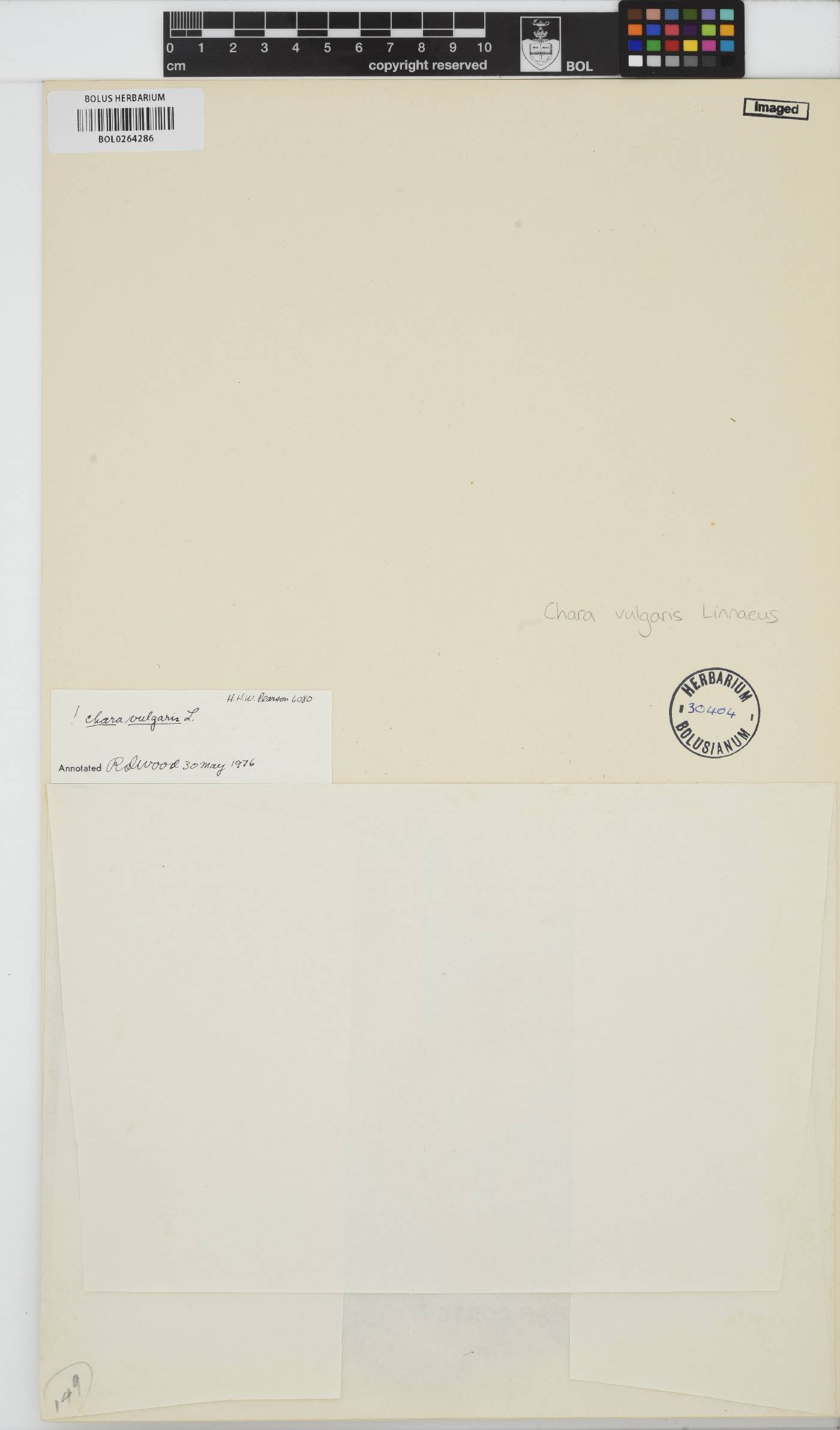 Chara vulgaris image