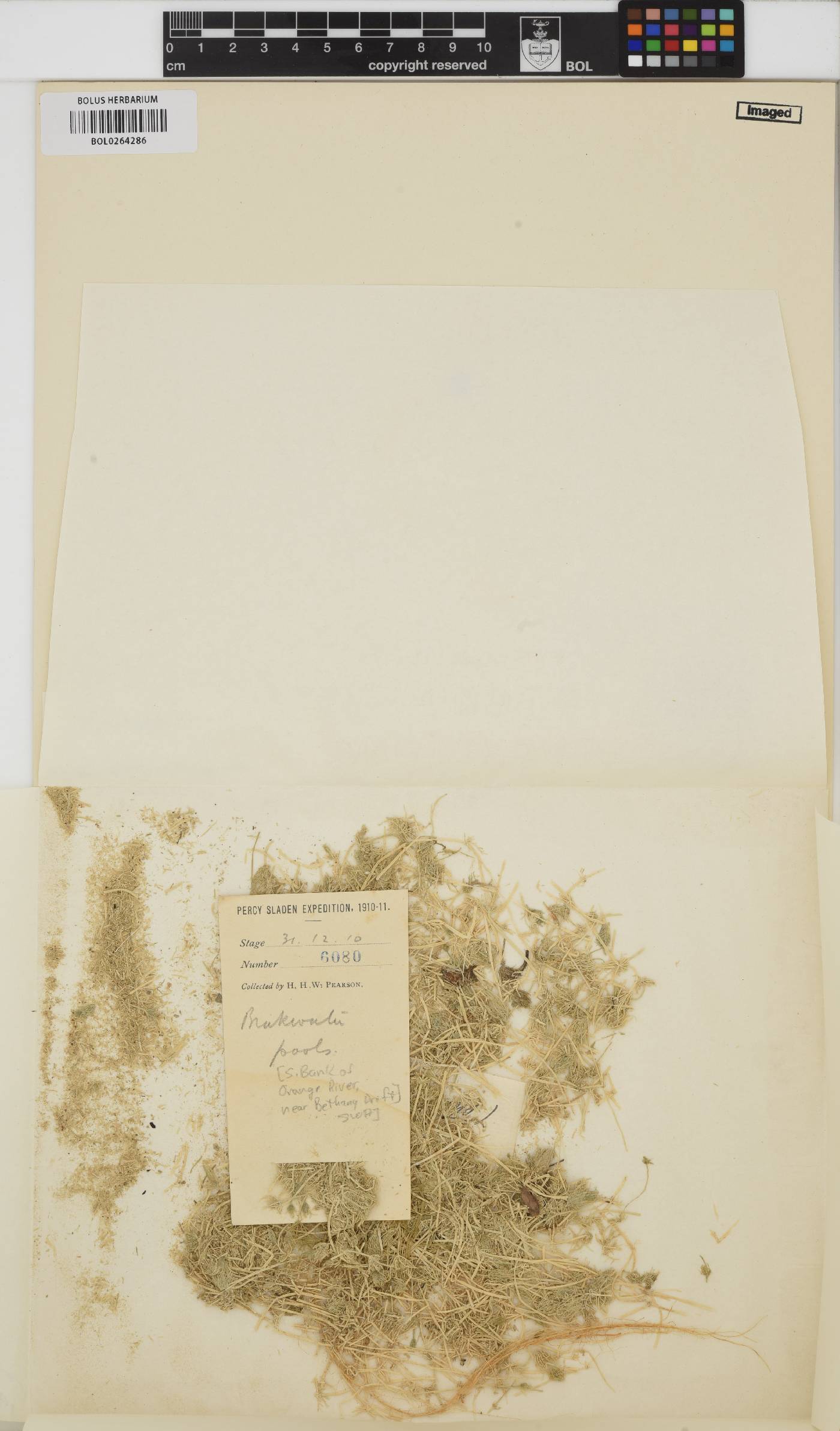 Chara vulgaris image