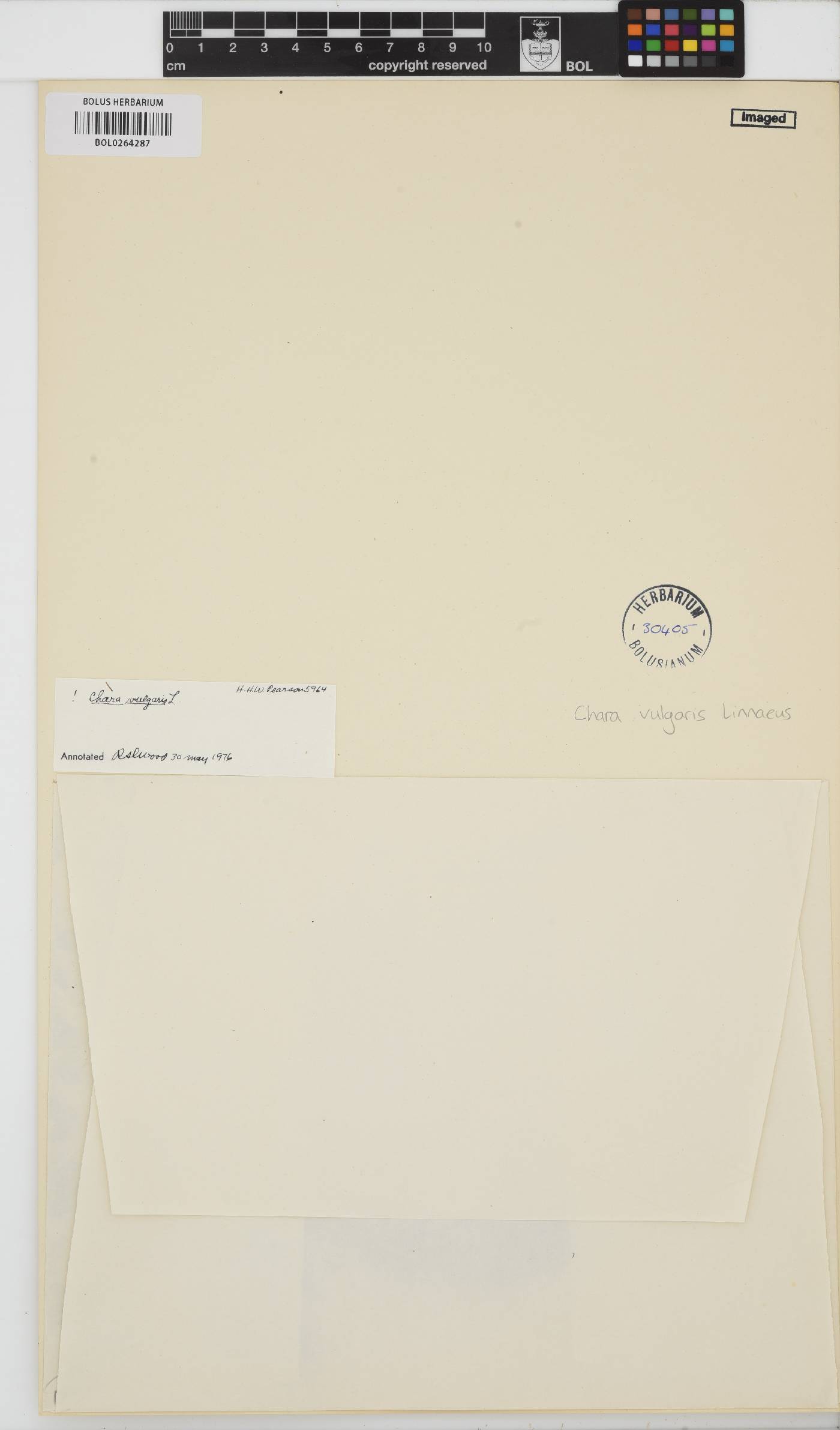 Chara vulgaris image