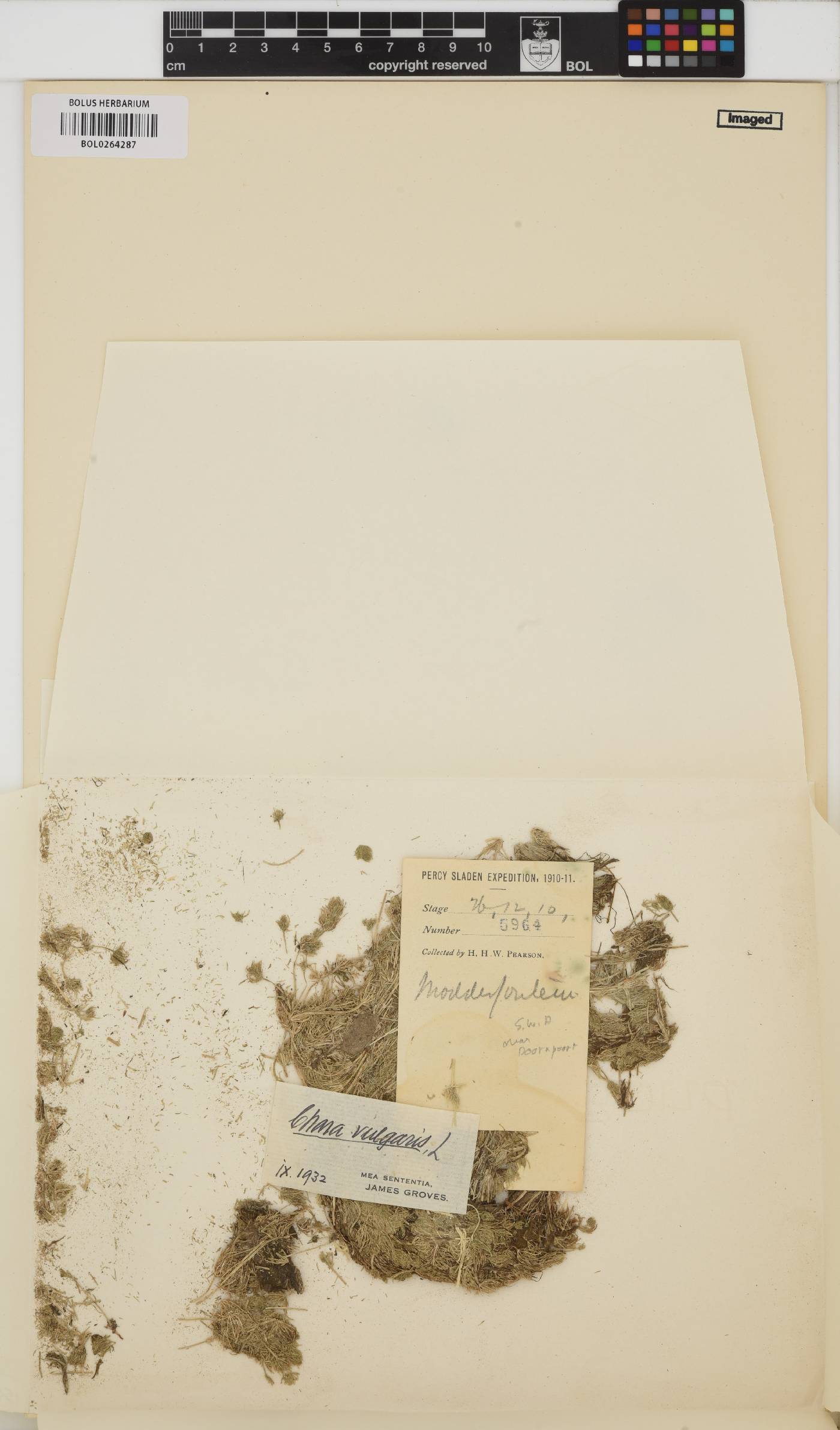 Chara vulgaris image