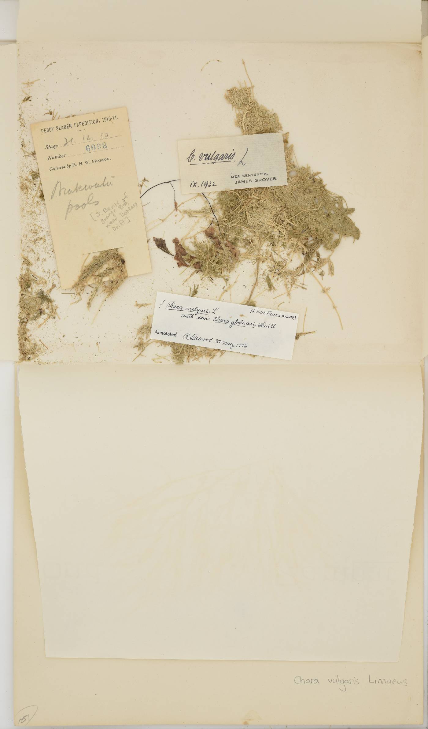 Chara vulgaris image