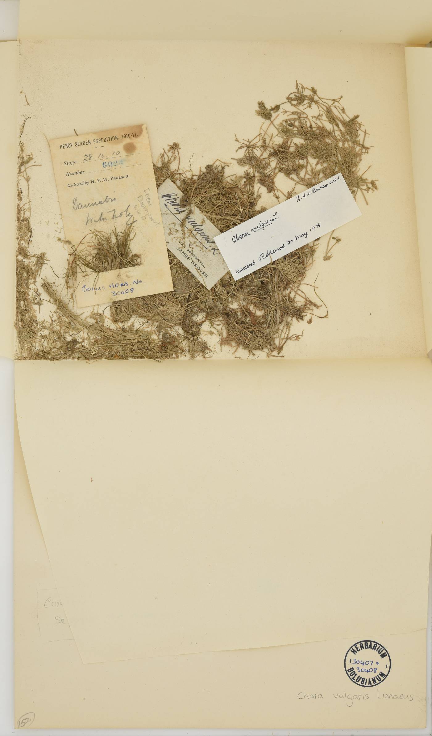 Chara vulgaris image