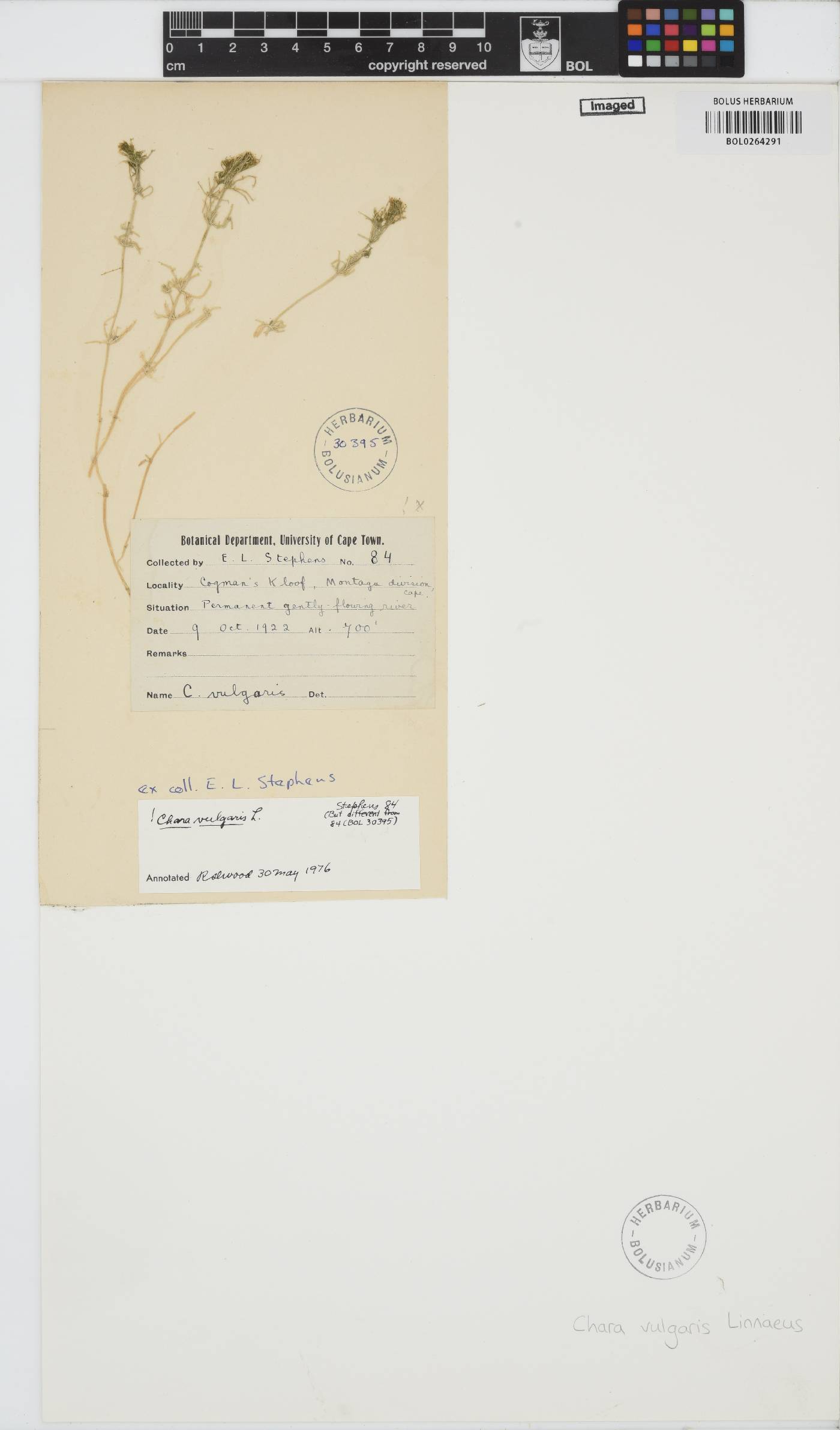 Chara vulgaris image