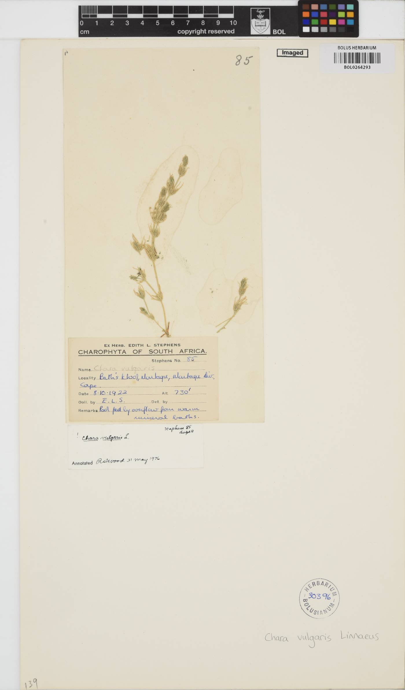 Chara vulgaris image