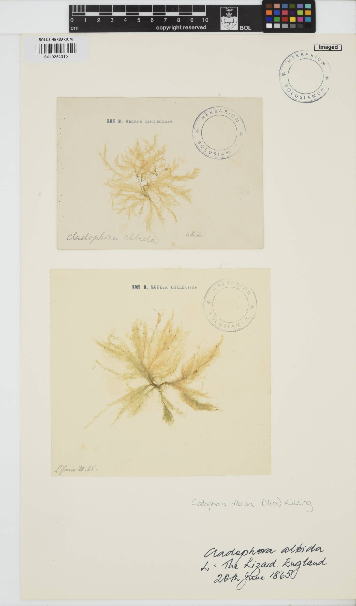 Cladophora albida image