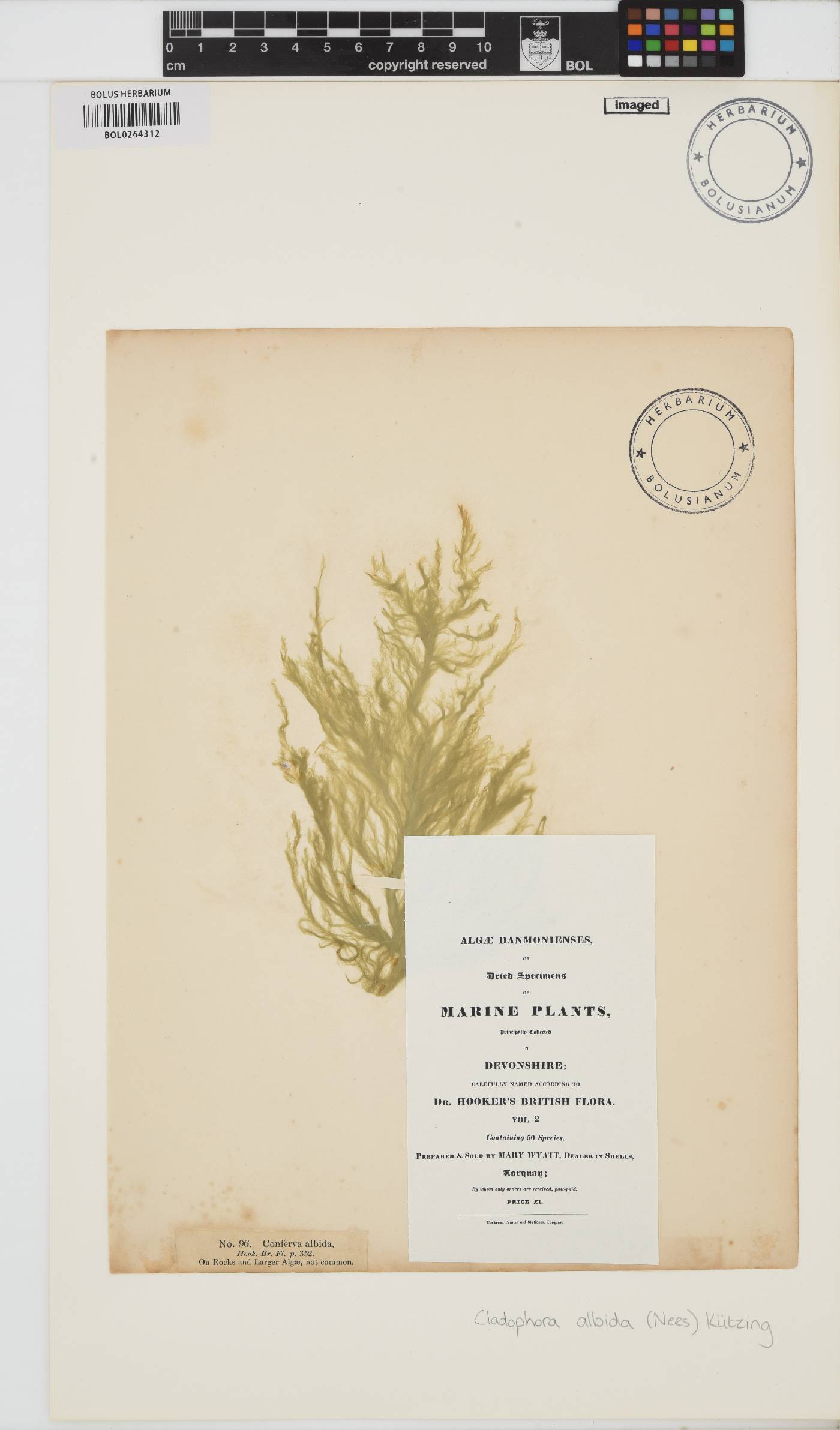 Cladophora albida image