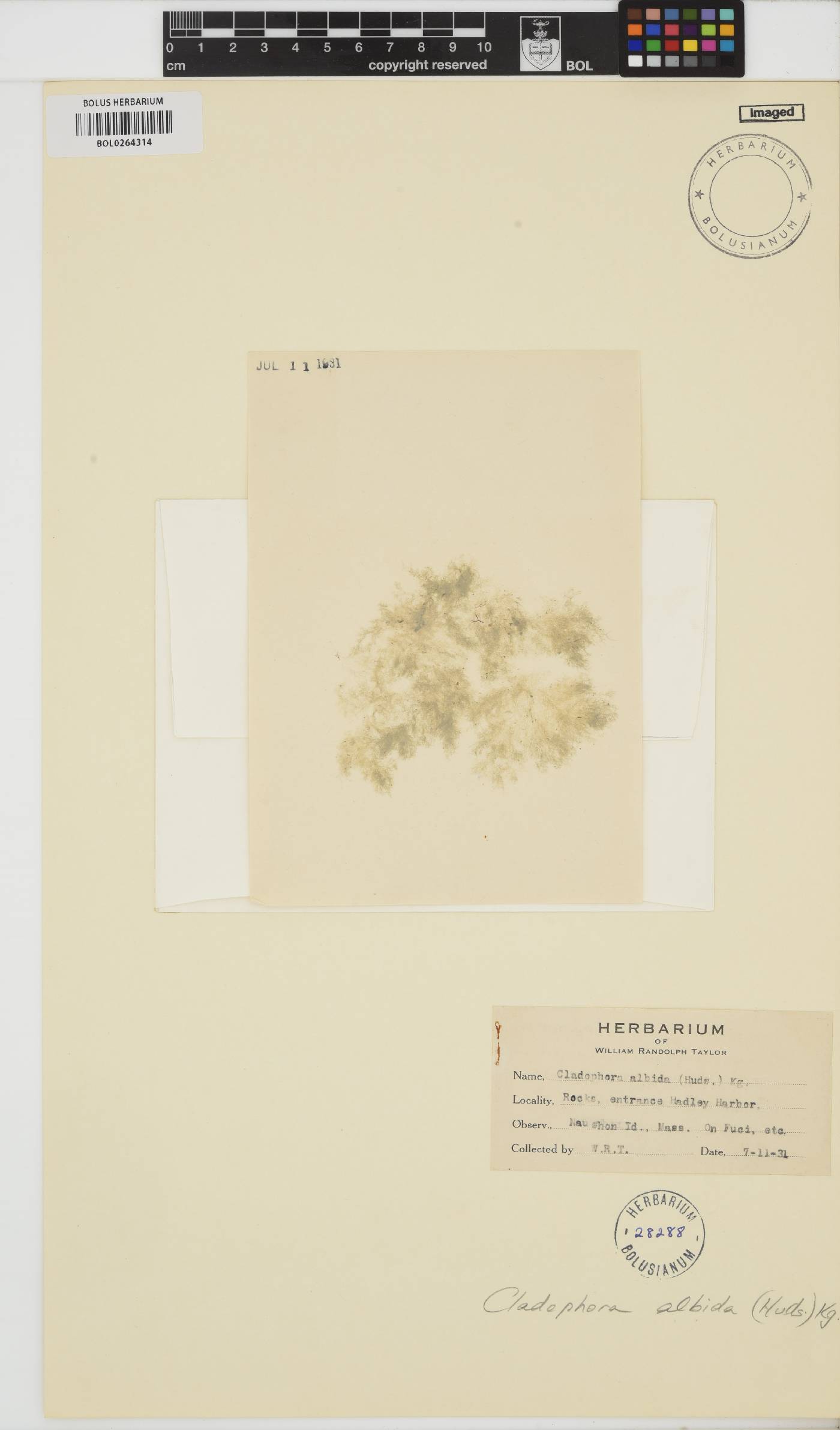 Cladophora albida image