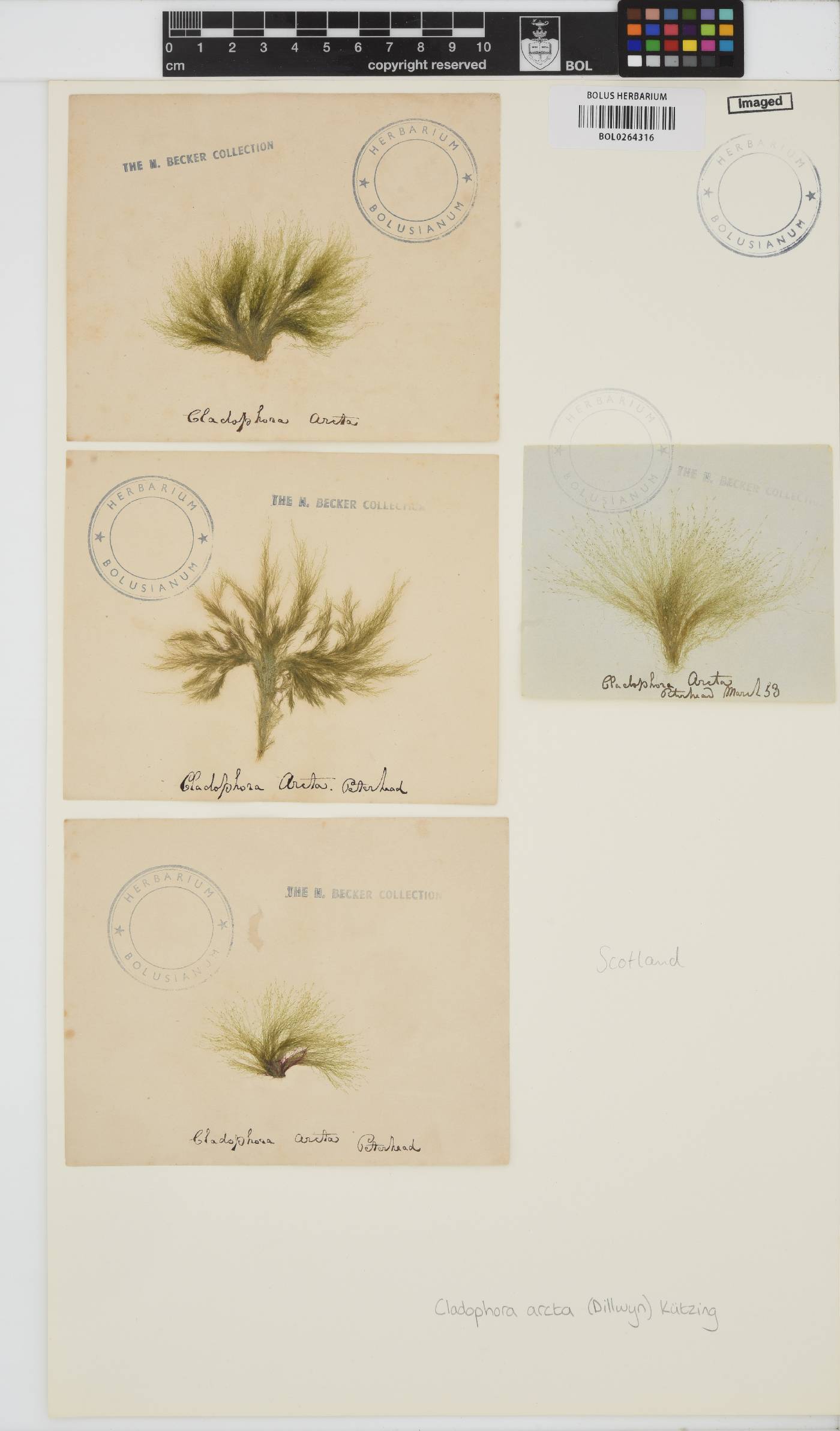 Acrosiphonia arcta image