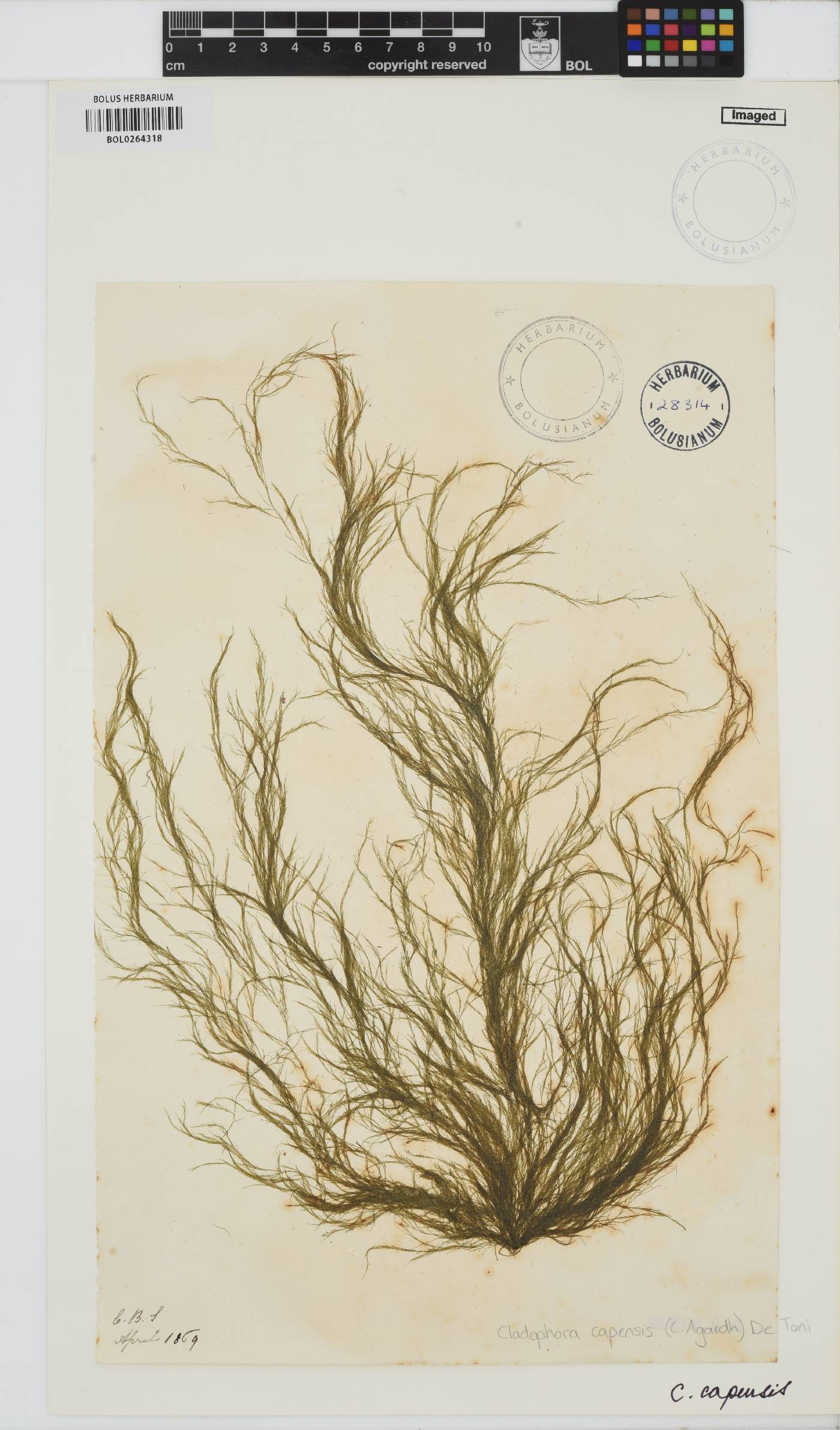 Cladophora capensis image