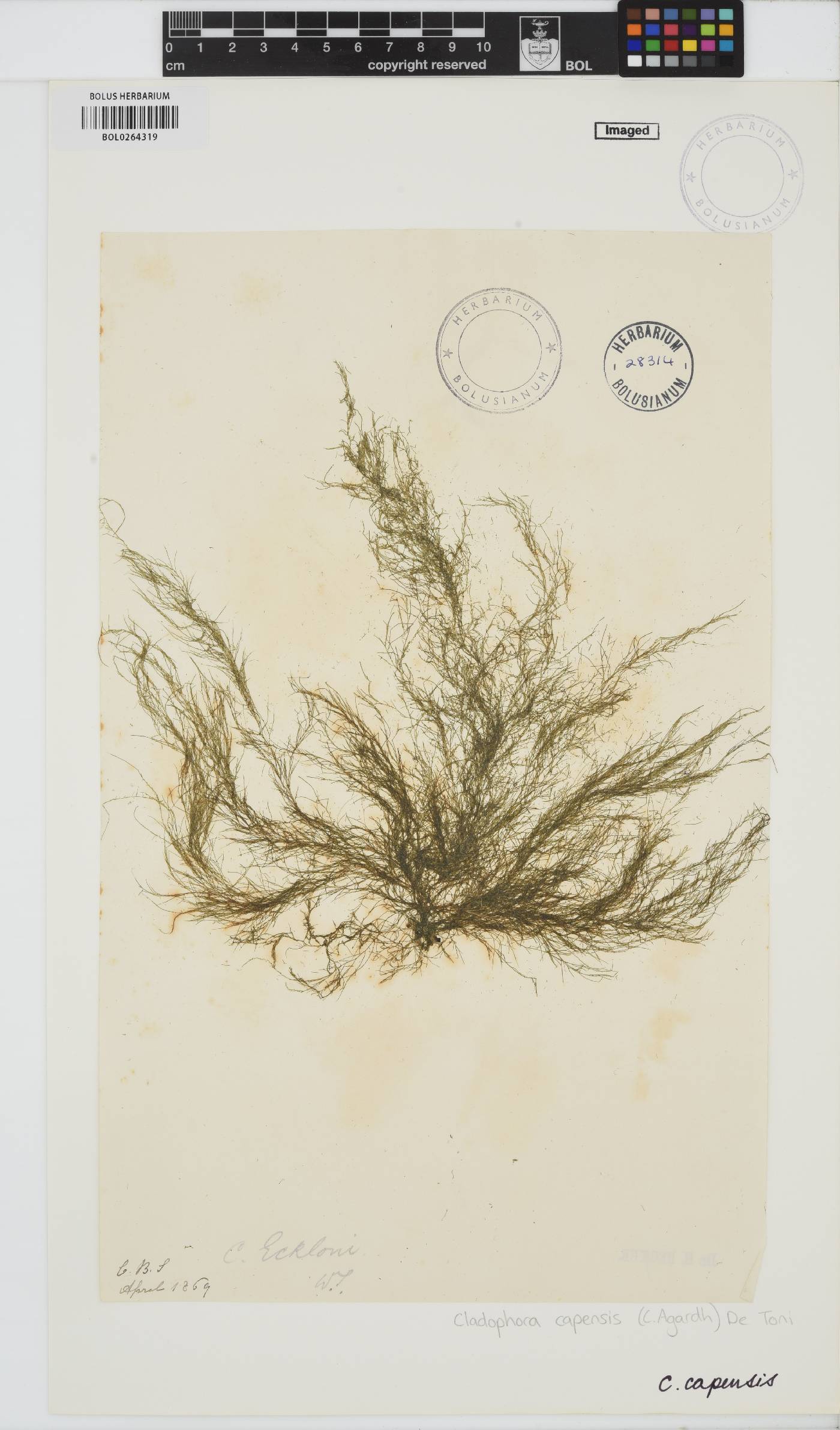 Cladophora image