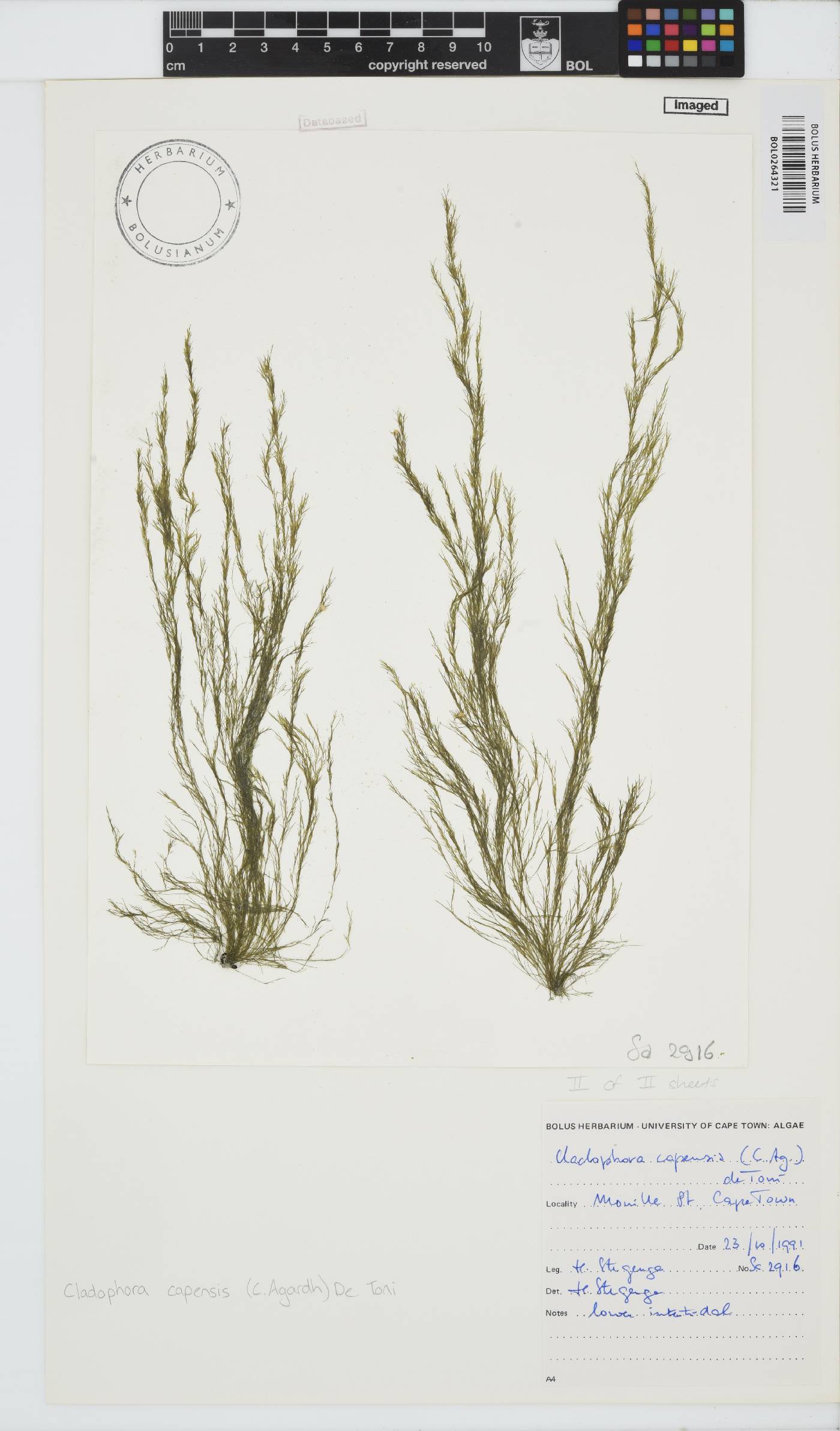 Cladophora capensis image