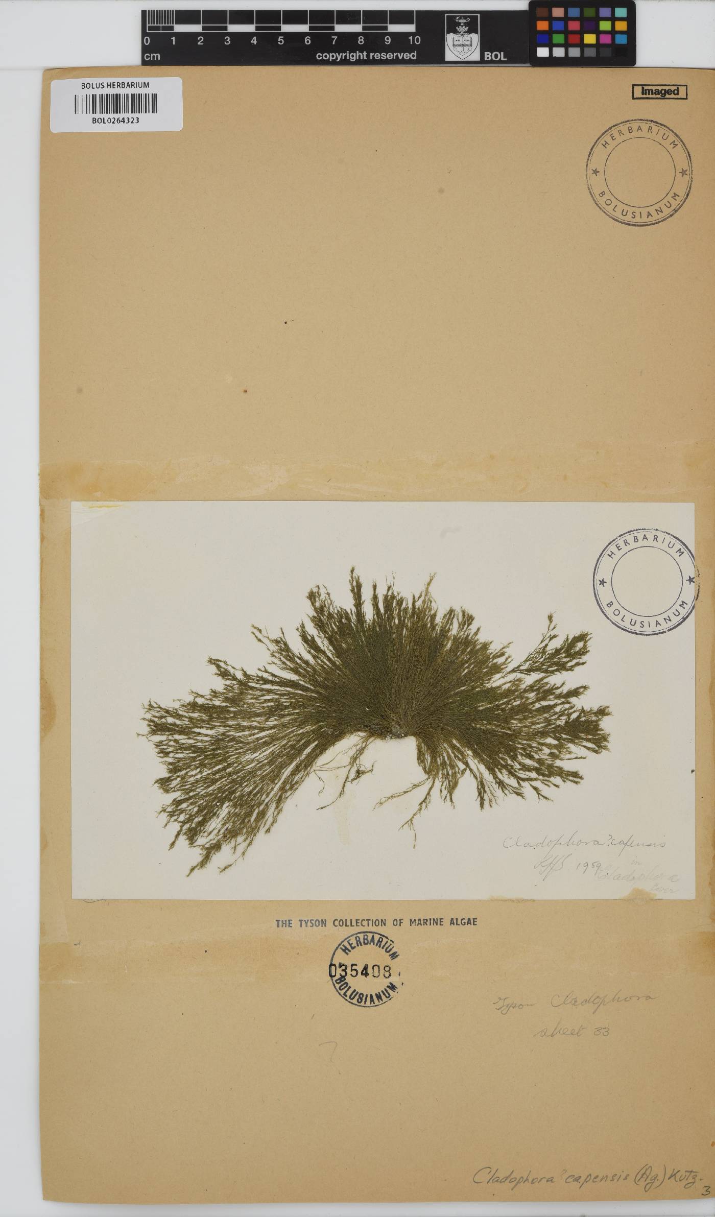 Cladophora capensis image