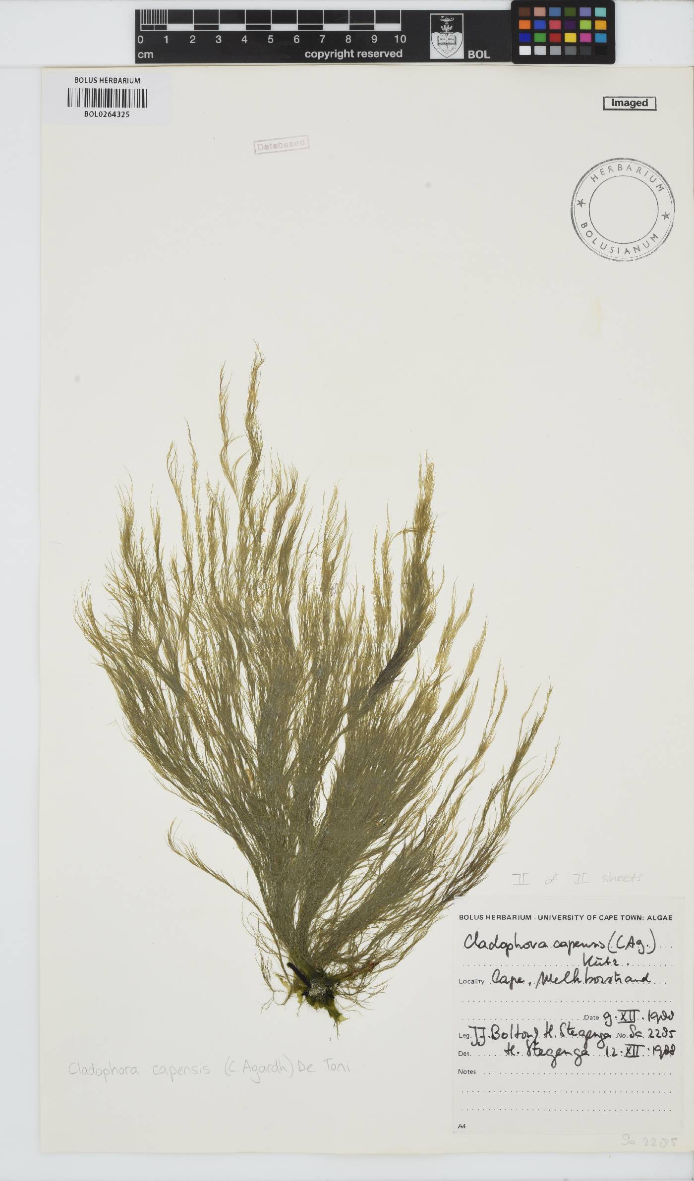 Cladophora capensis image