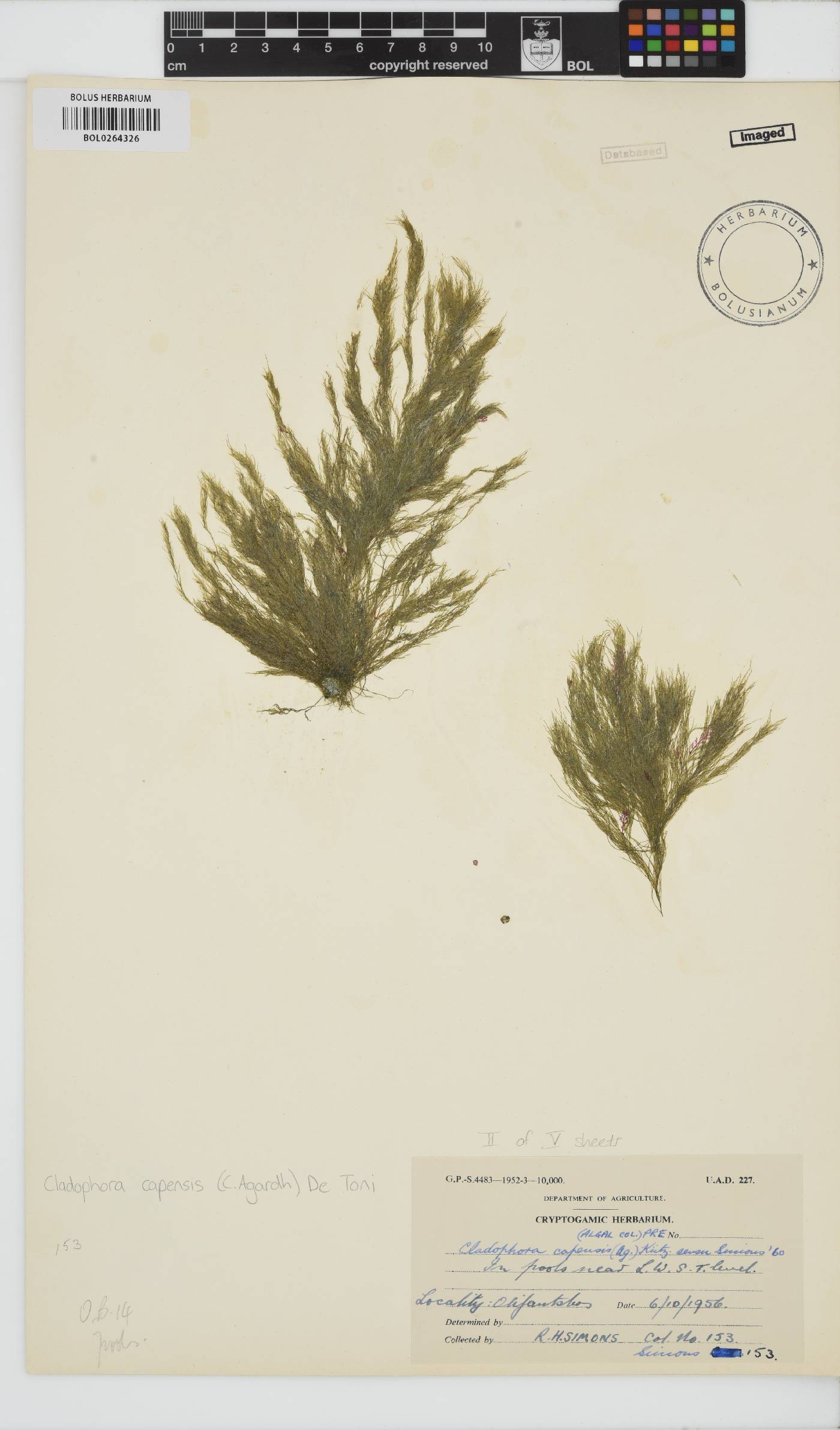 Cladophora capensis image