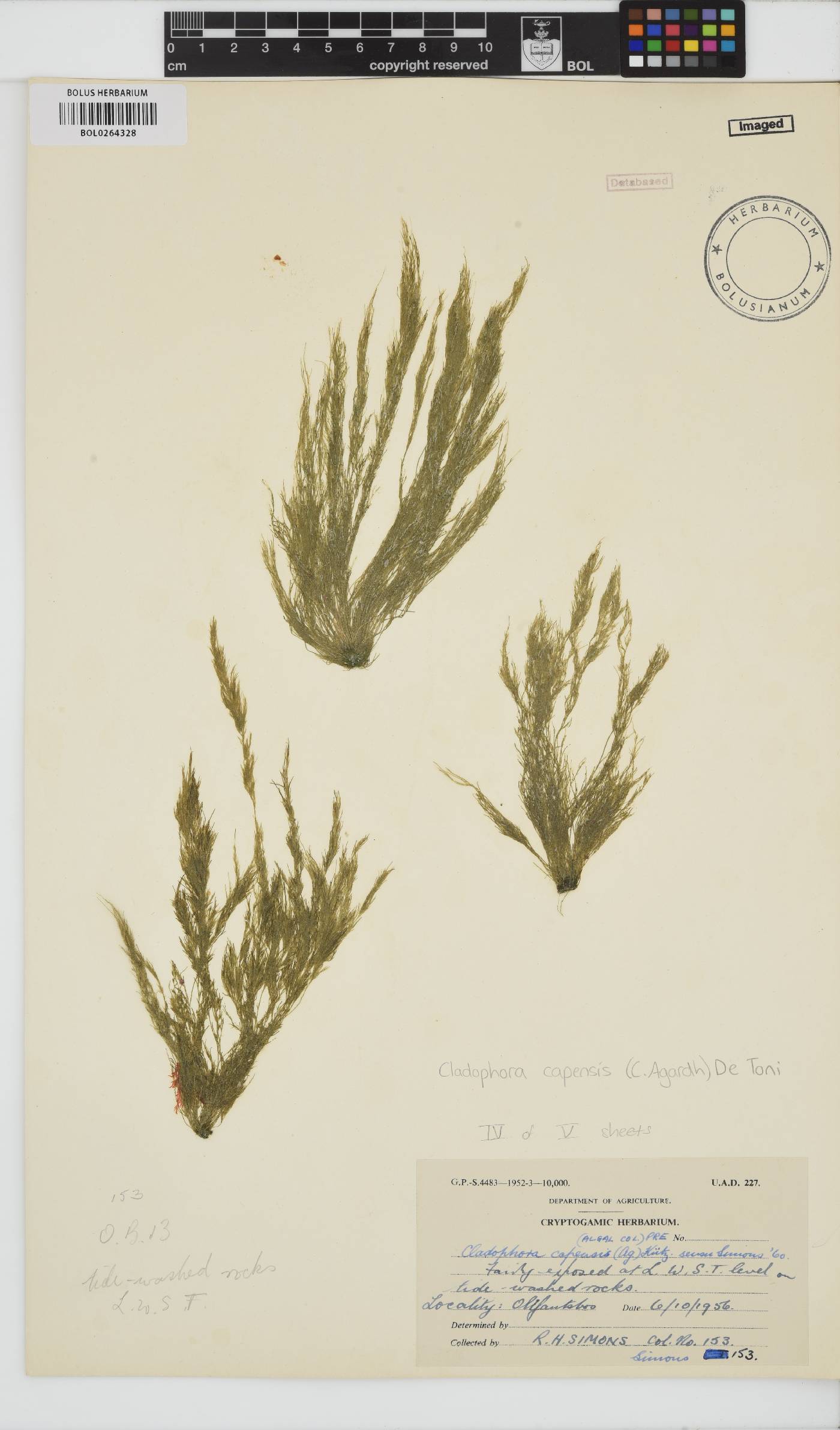 Cladophora capensis image