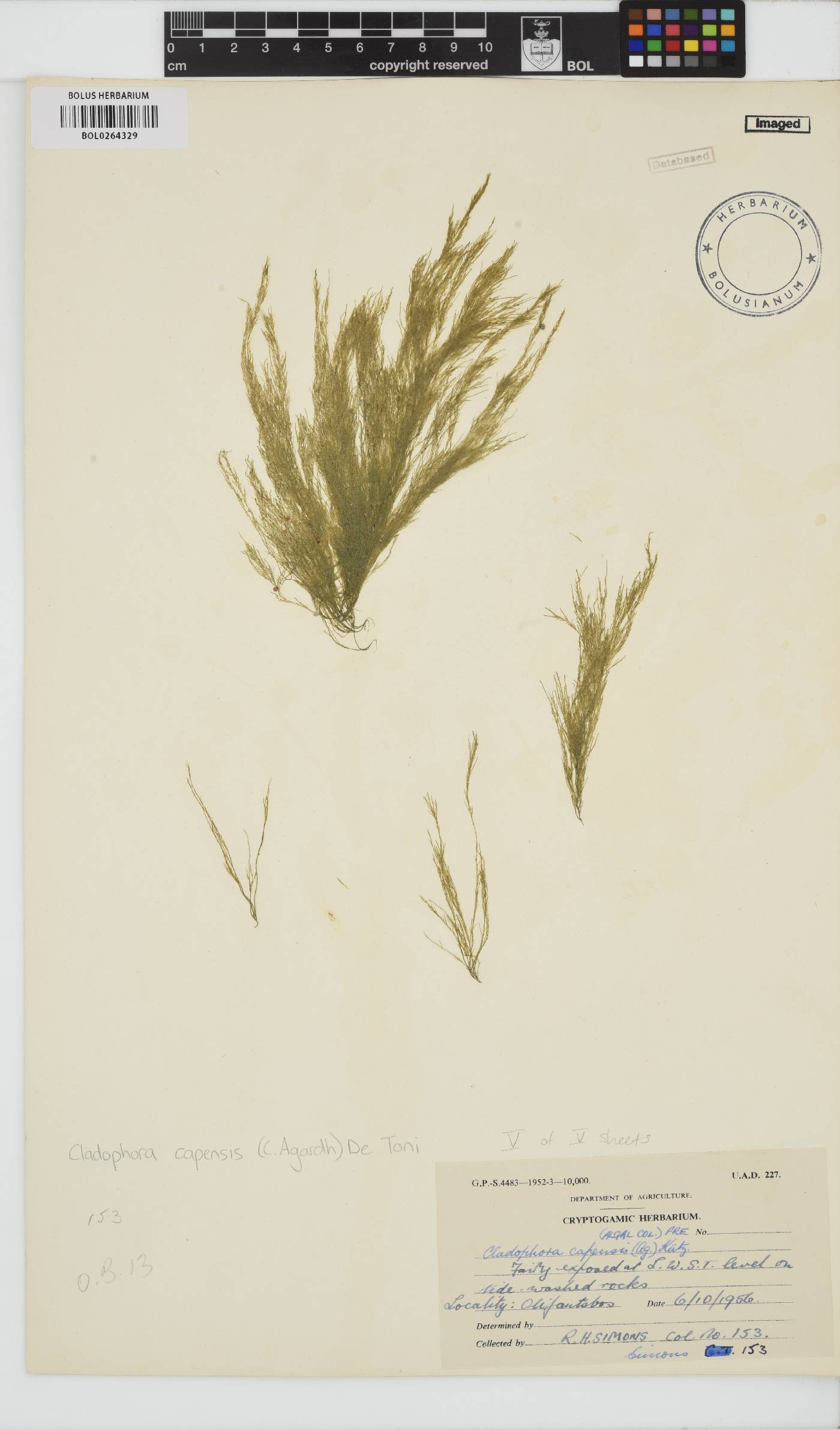 Cladophora capensis image