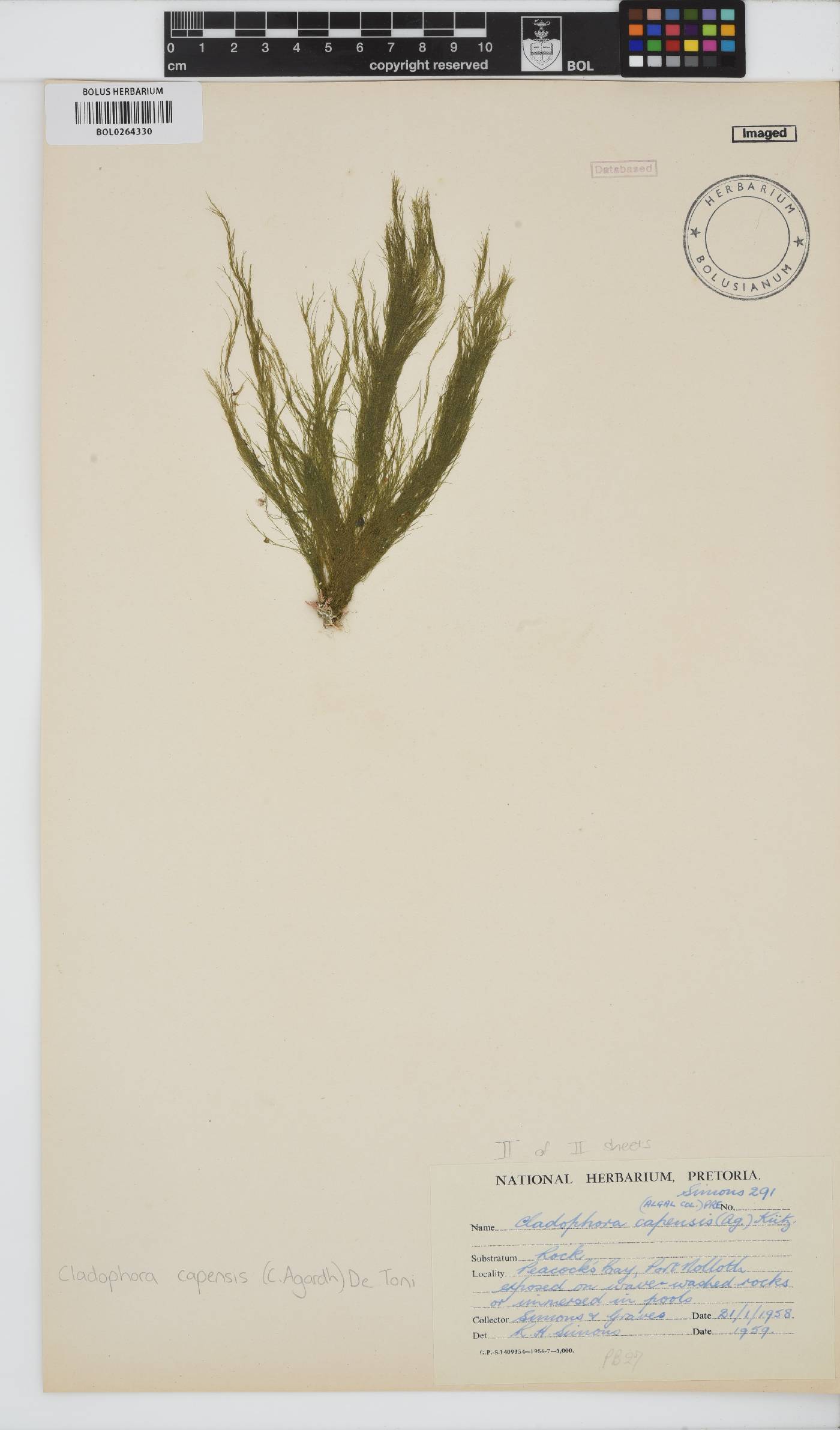 Cladophora capensis image