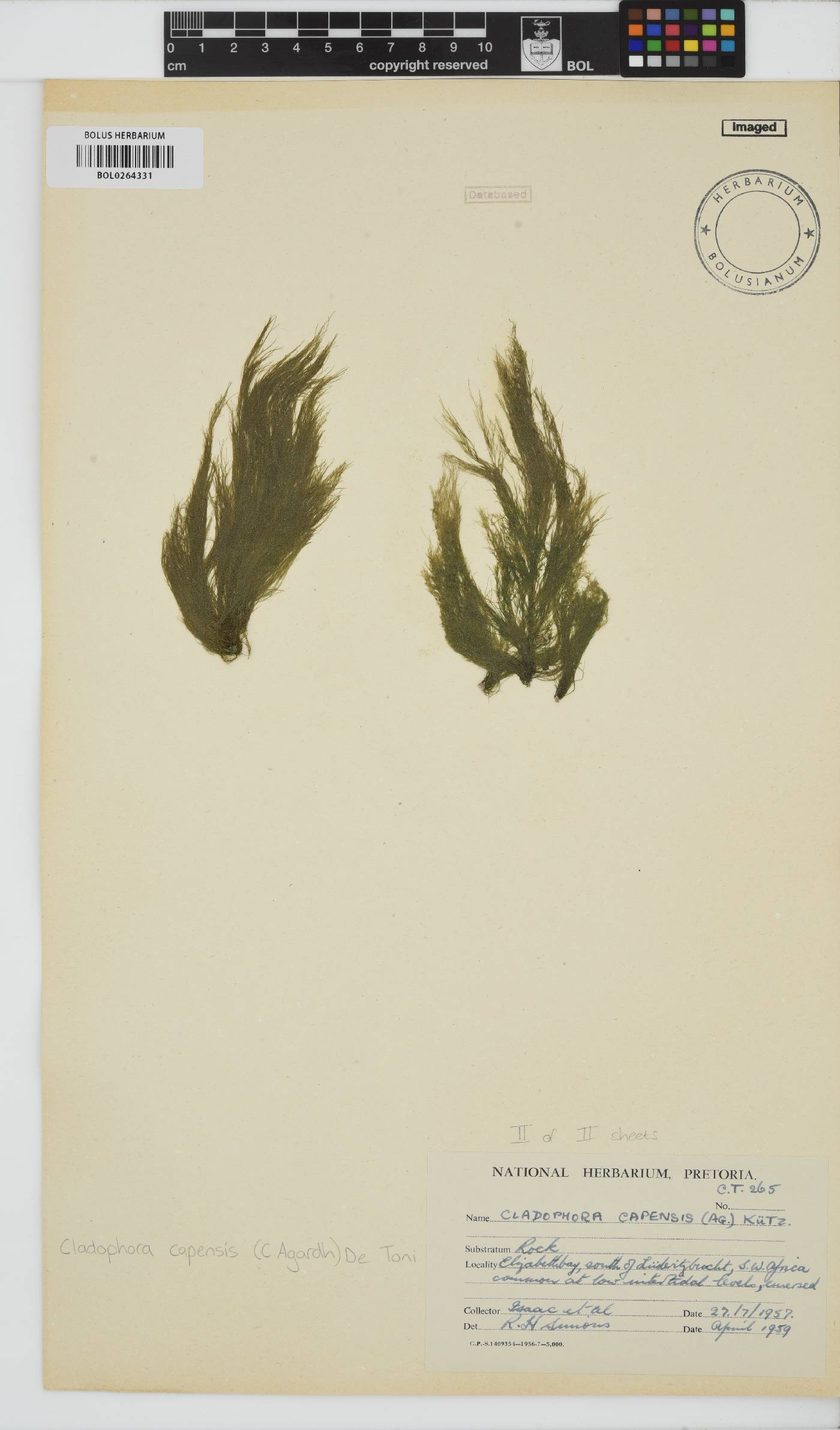 Cladophora capensis image