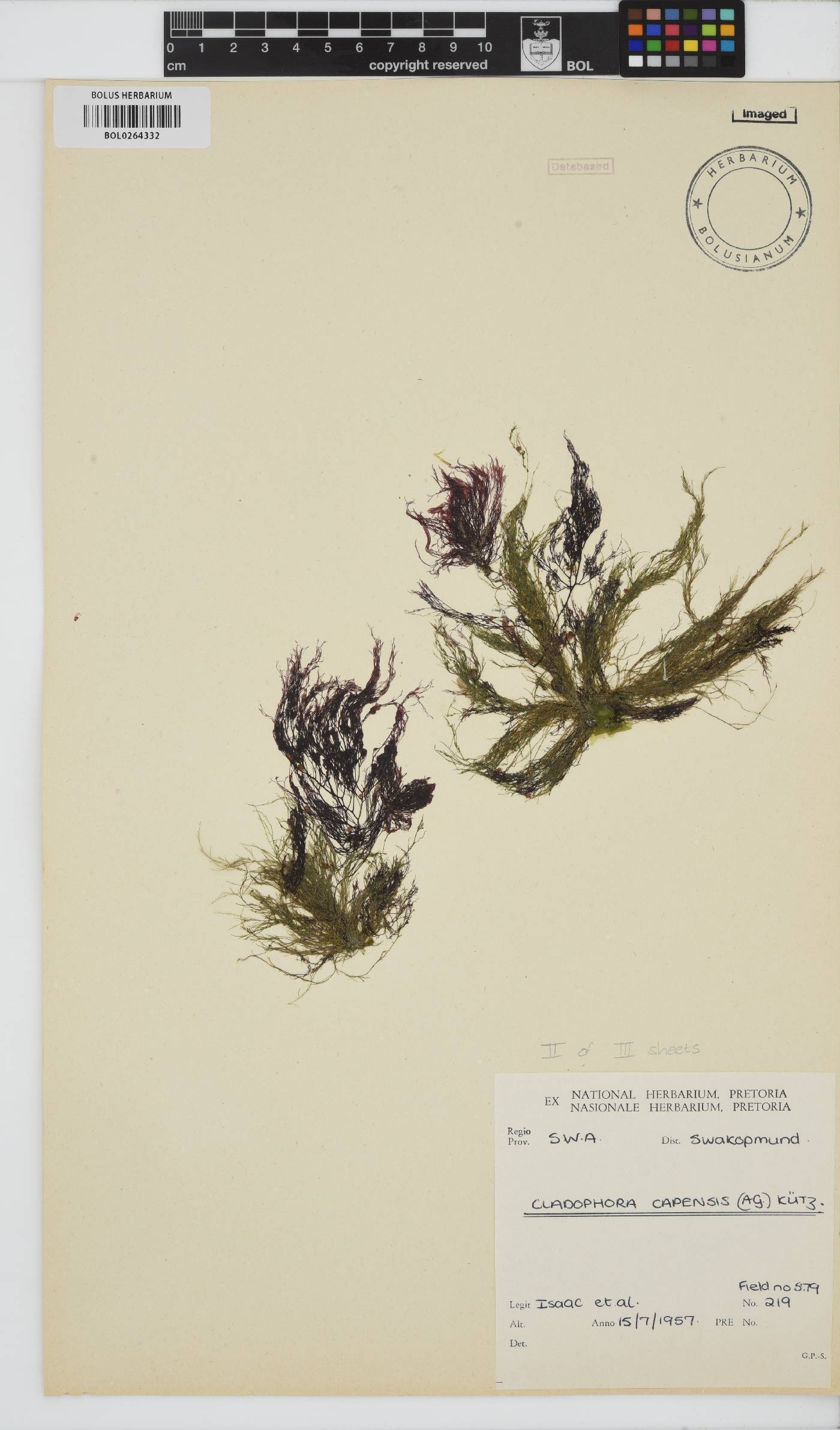 Cladophora capensis image